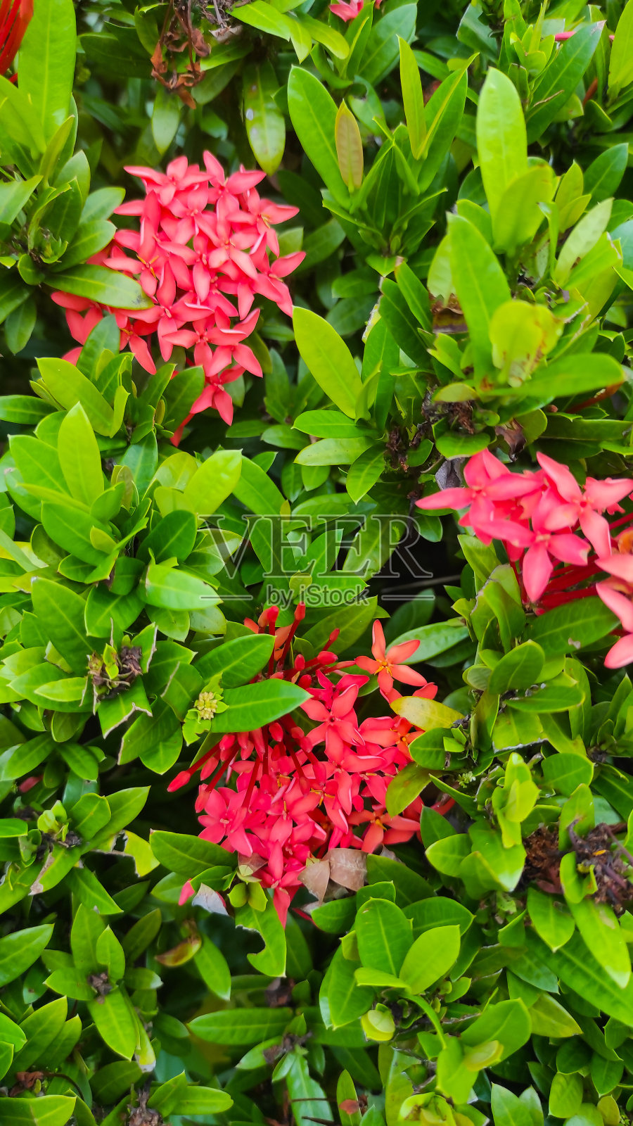 灌木丛照片中的红花照片摄影图片