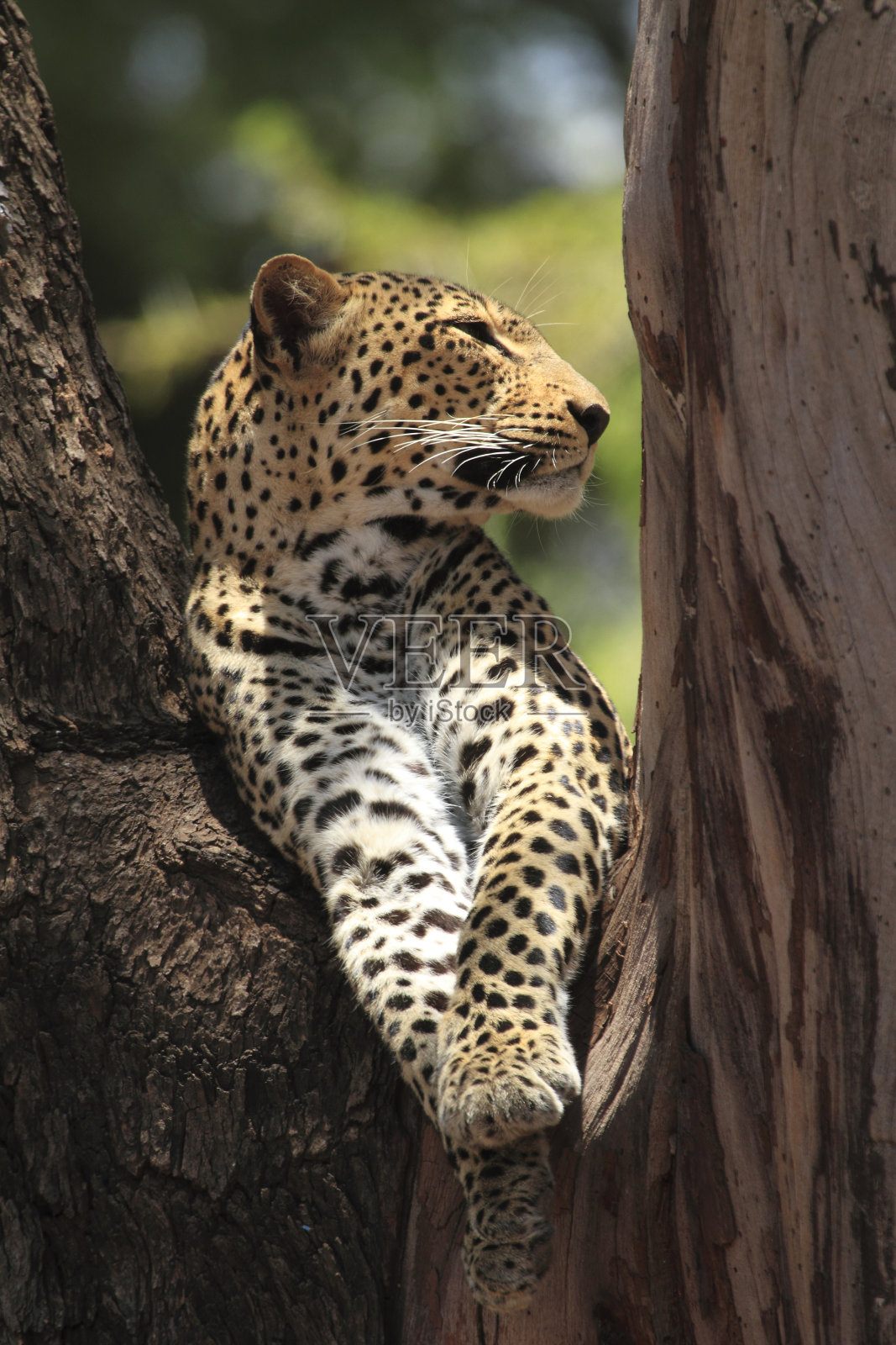 非洲豹照片摄影图片