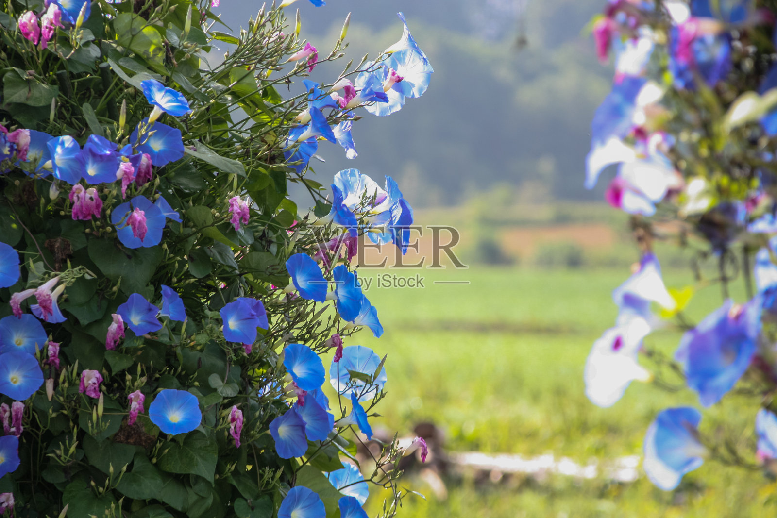 蓝色的牵牛花盛开着照片摄影图片