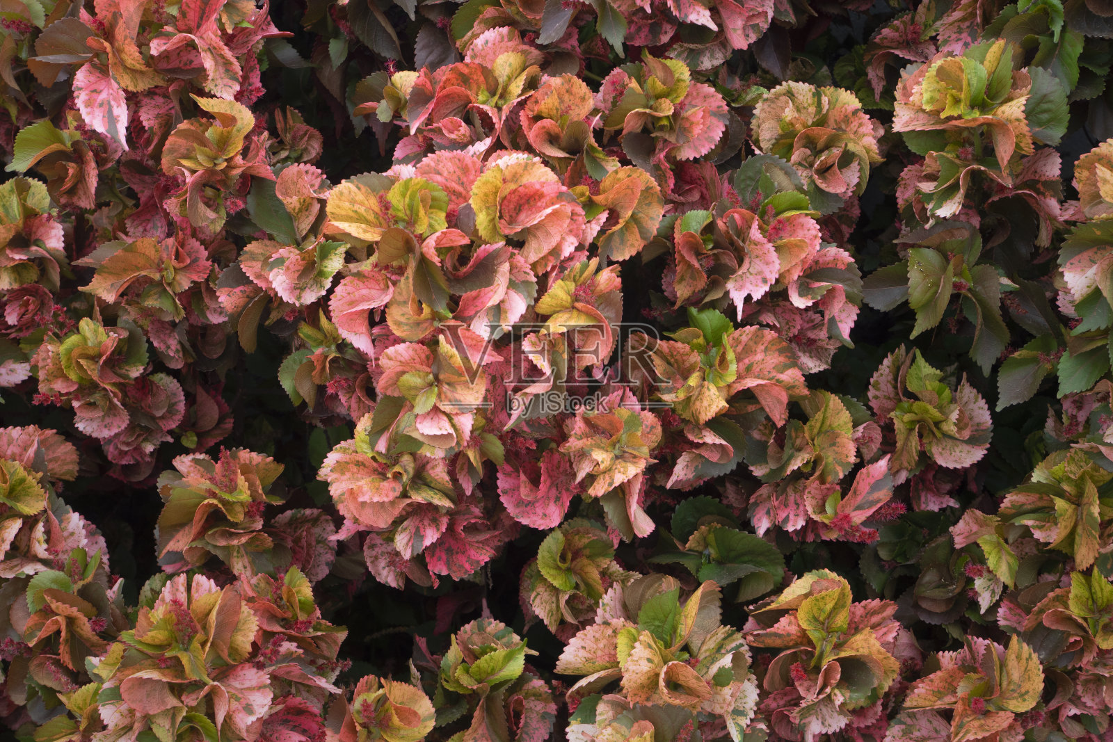 美丽的树叶图案的自然背景。照片摄影图片