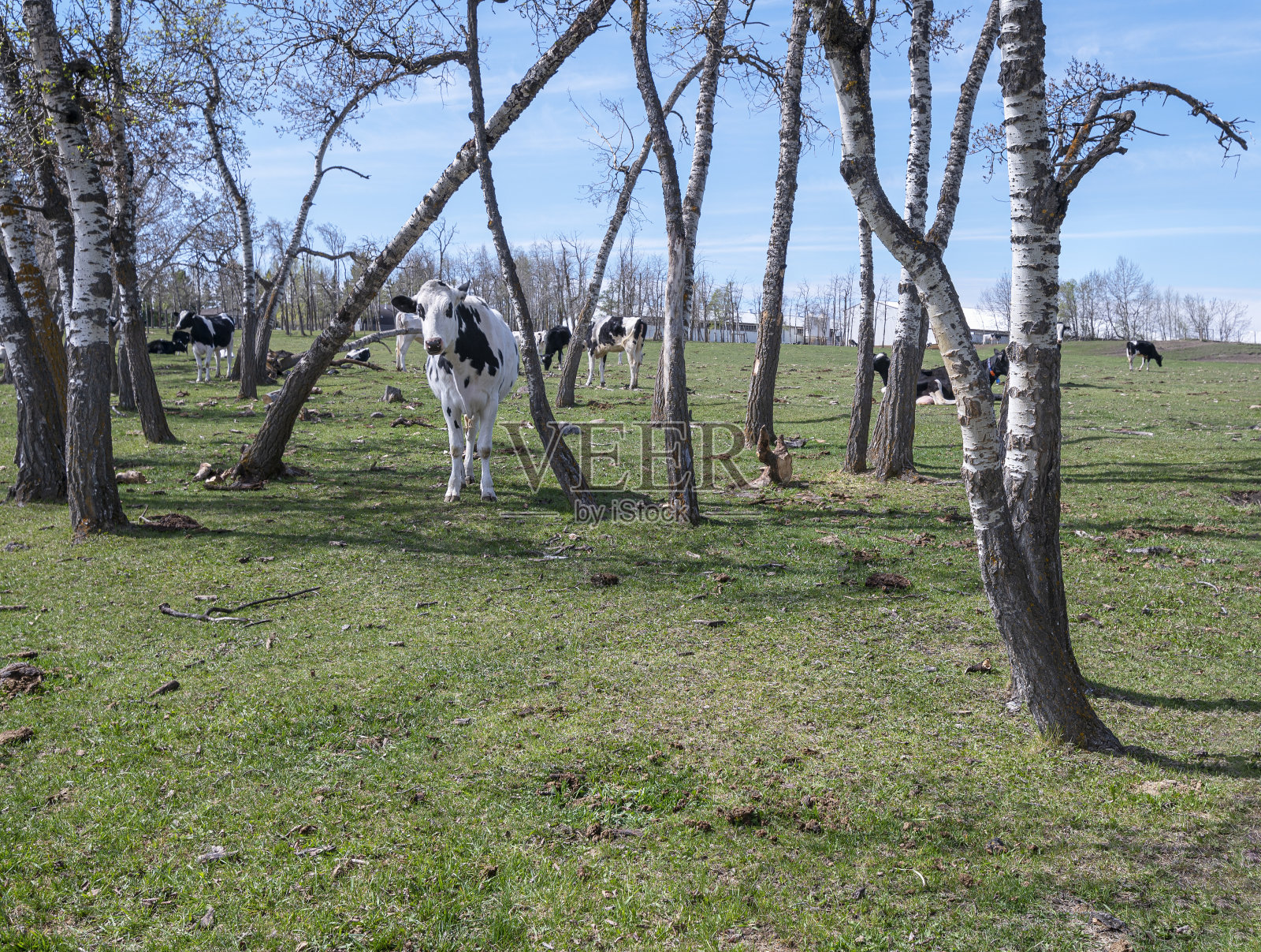 欧兹镇附近的白杨林中的一小群牛照片摄影图片
