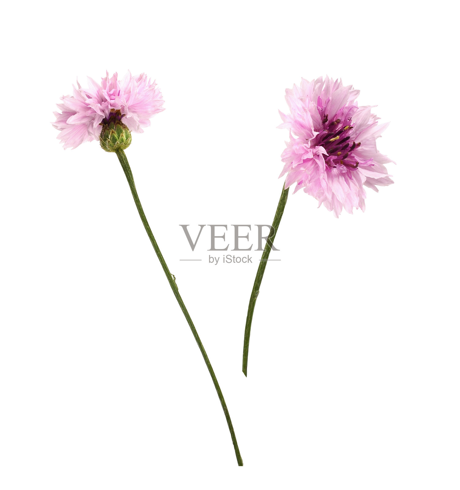 一套粉红色的矢车菊花孤立照片摄影图片