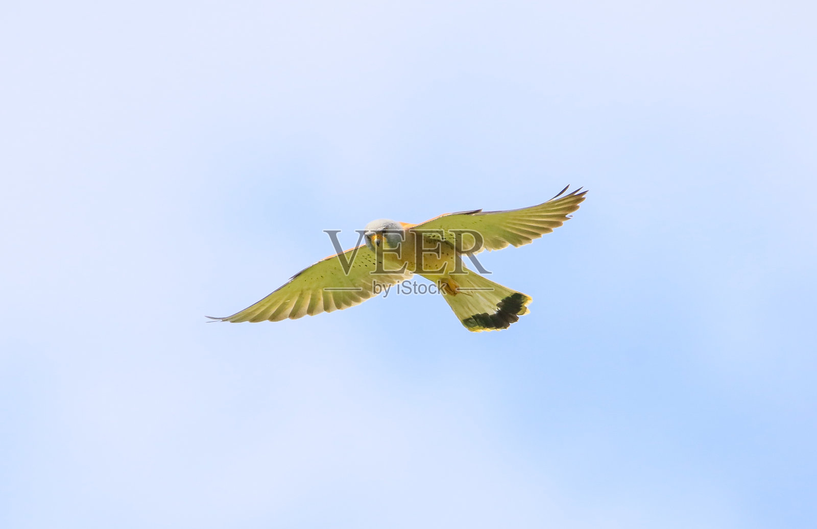 Kestrel Lesser(法尔科瑙曼尼)照片摄影图片