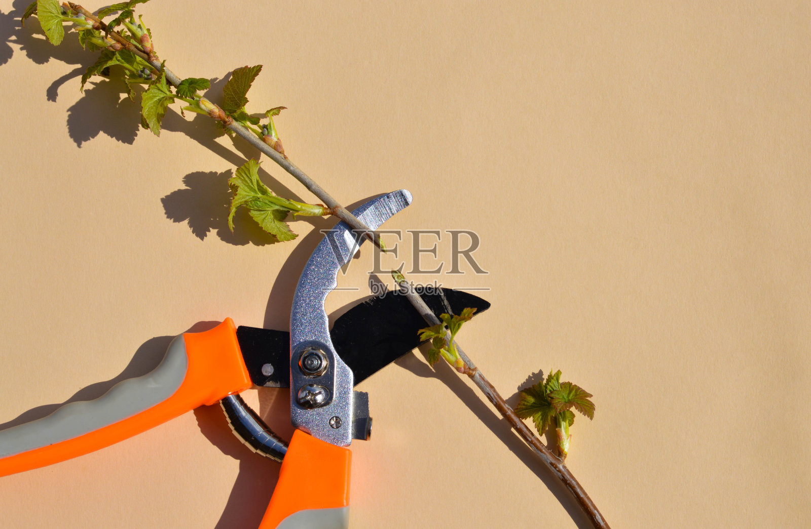 米色背景上摆放着园艺工具、剪枝剪和小红醋栗的枝条。照片摄影图片