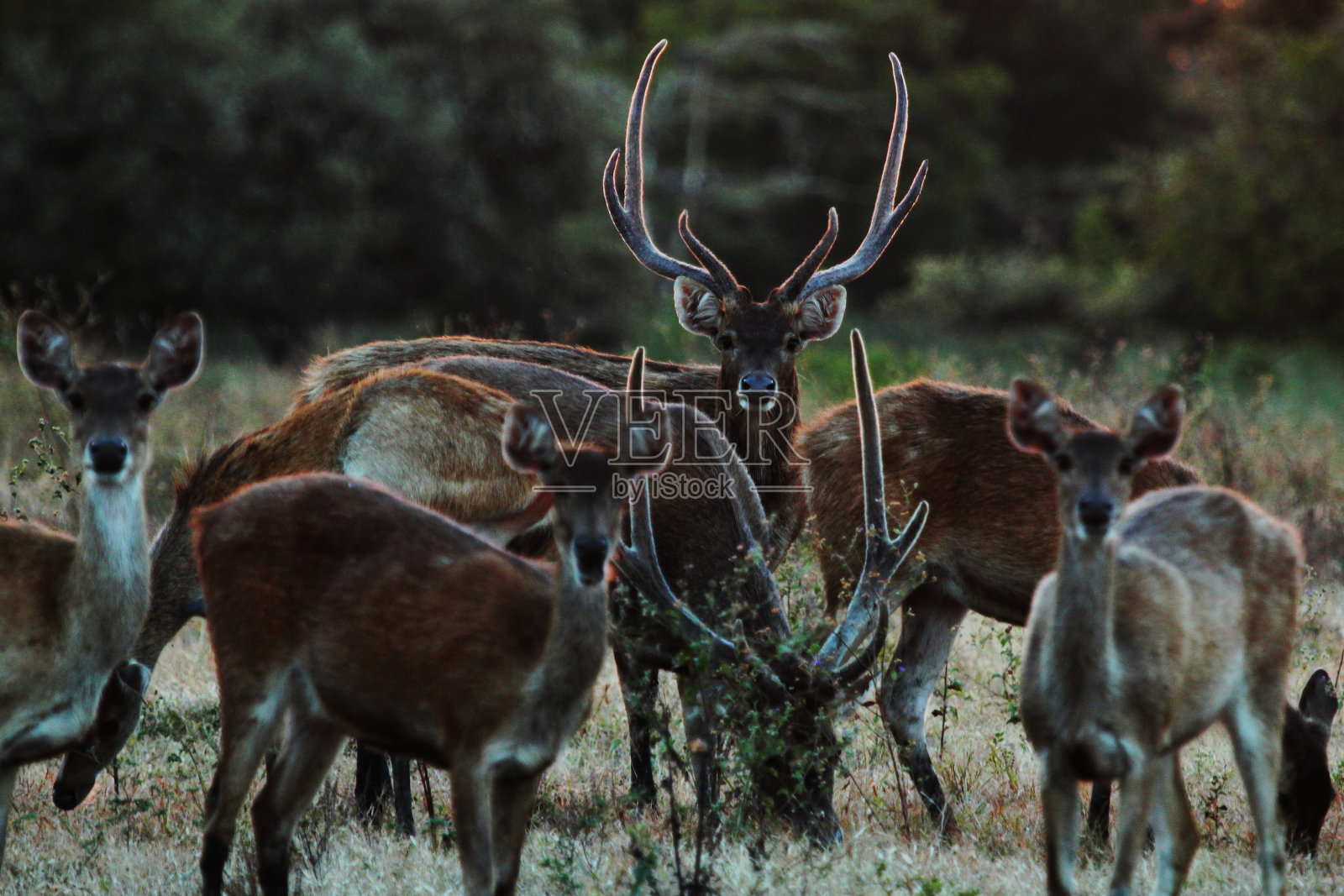 一群鹿照片摄影图片