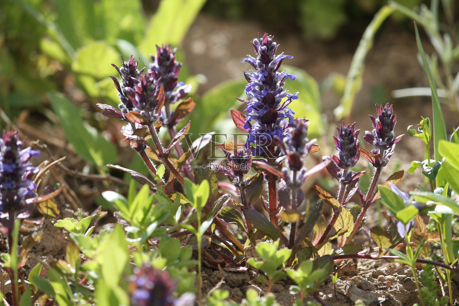 开花喇叭(Ajuga reptans)植物，蓝色的花和红色的叶子在花园里照片摄影图片