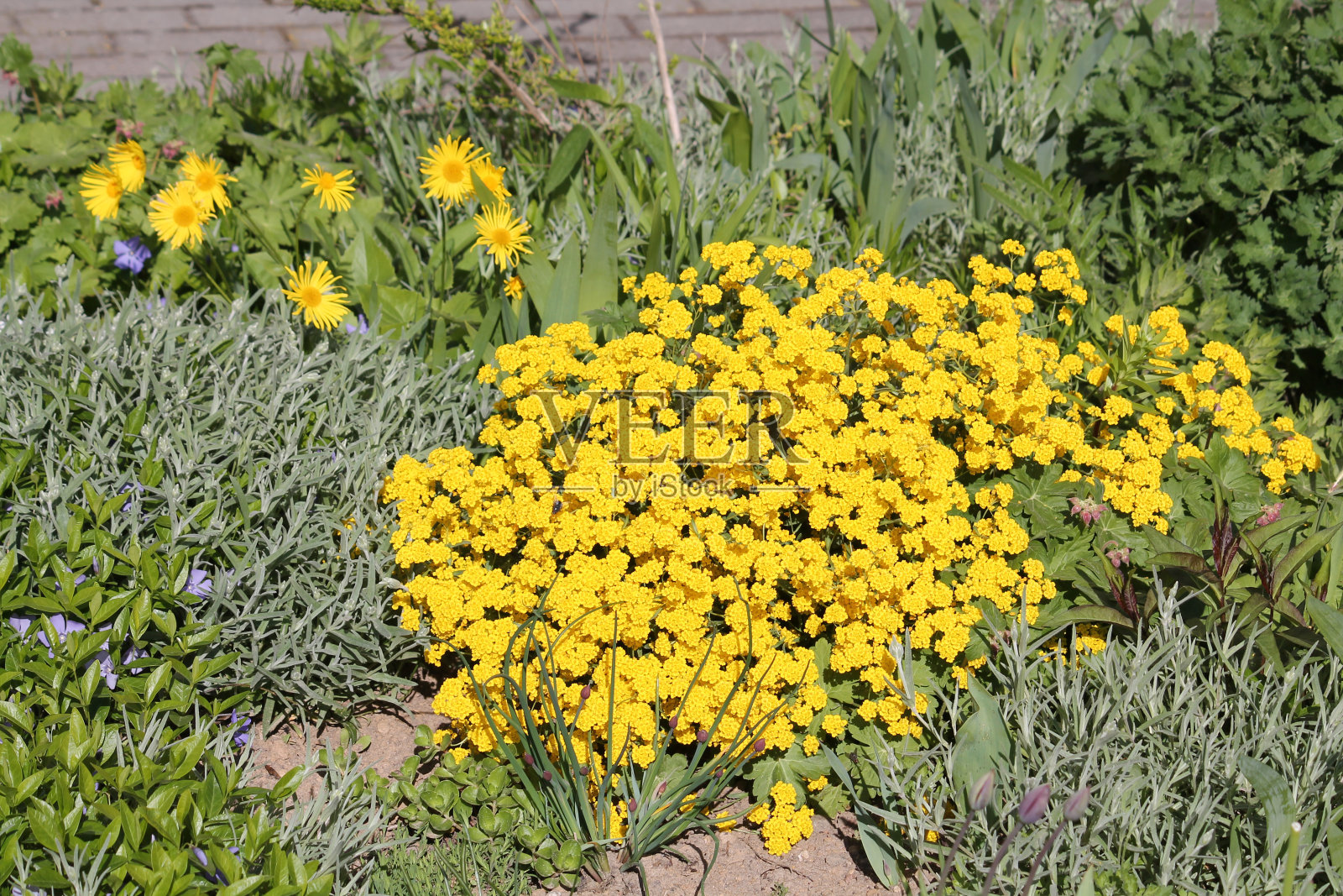 花园里的黄花金篮植物或金金Aurinia saxatilis (syn. Alyssum saxatile)照片摄影图片