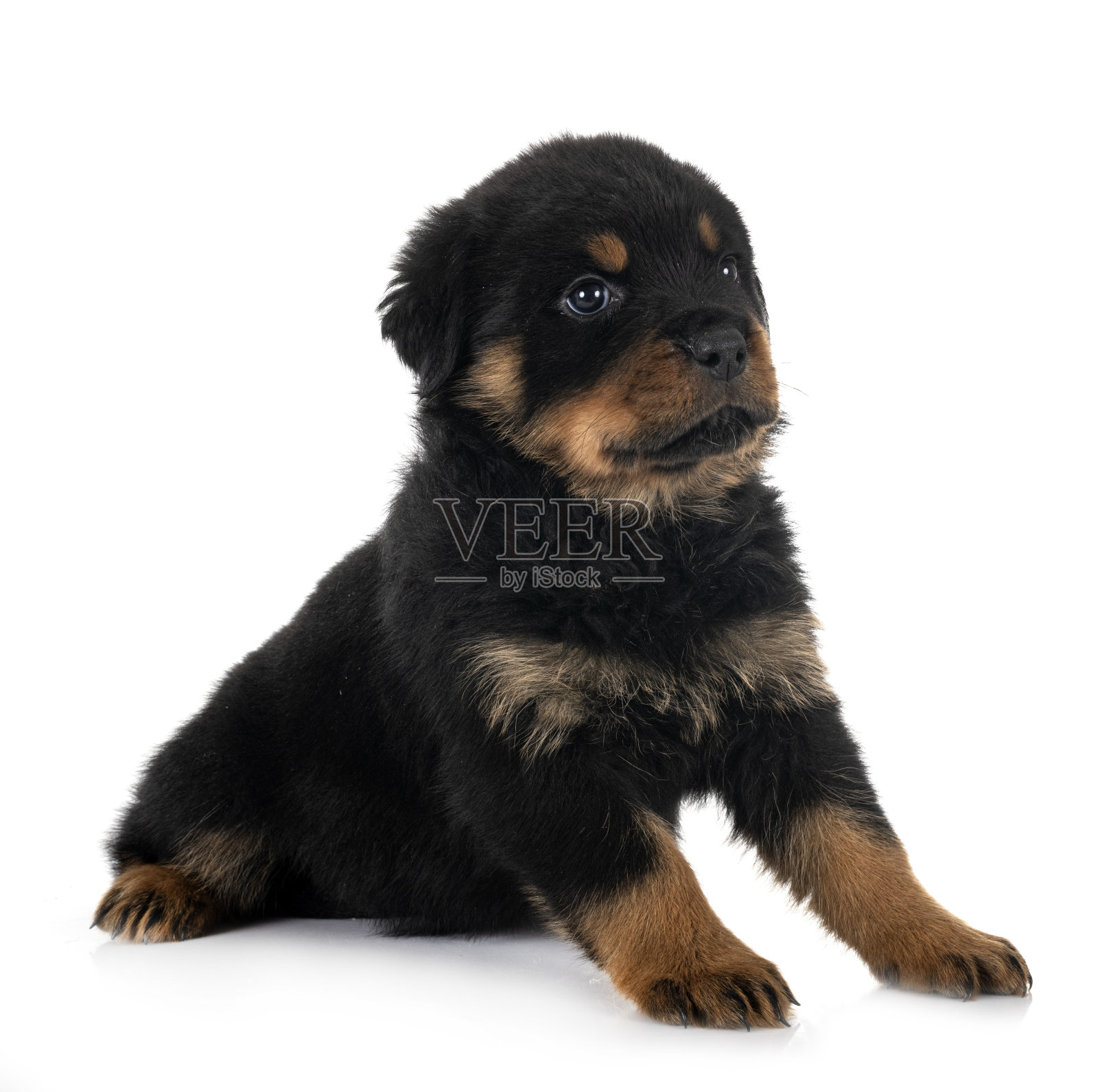 录音室里的小狗罗特韦尔犬照片摄影图片