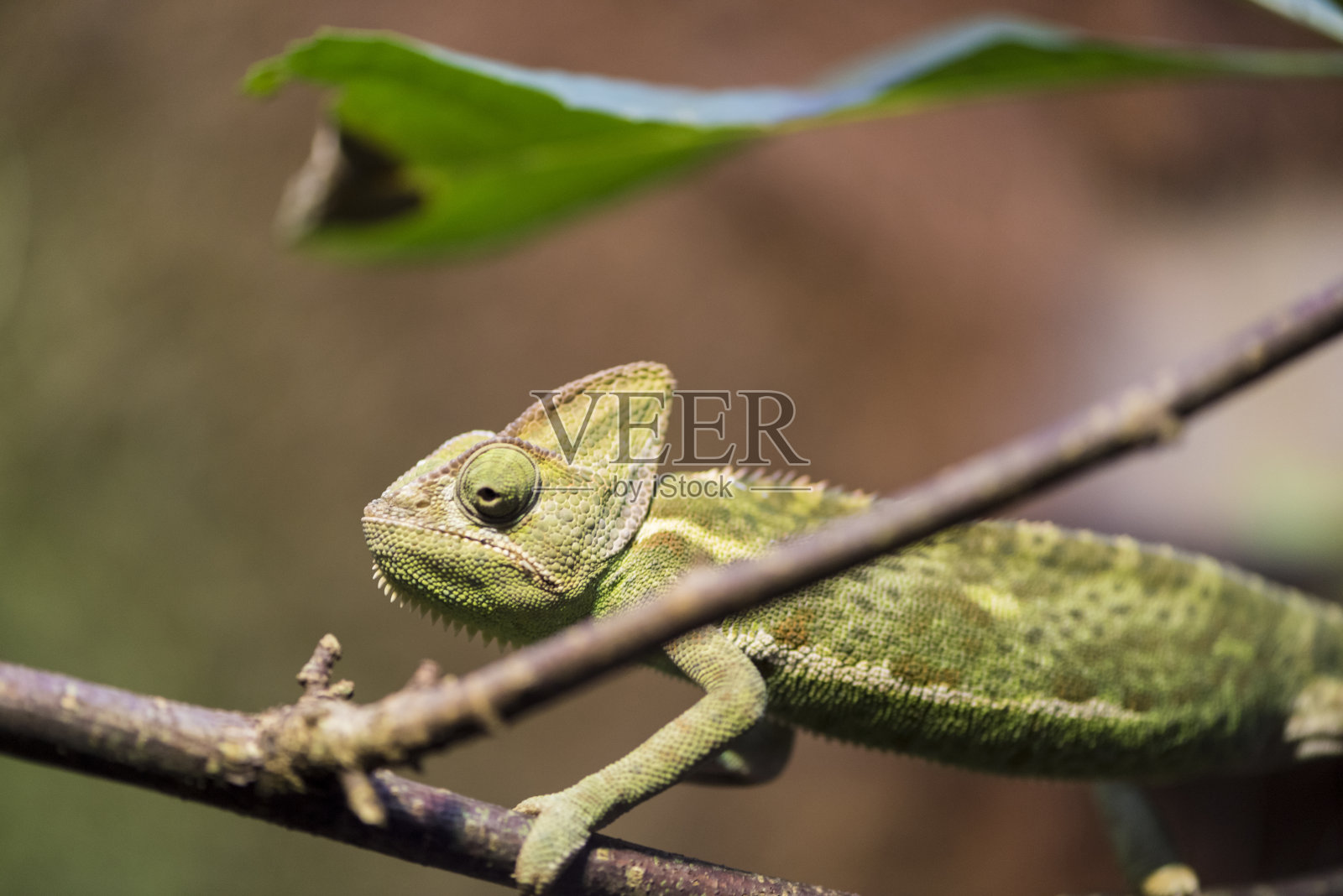 一张变色龙的照片照片摄影图片