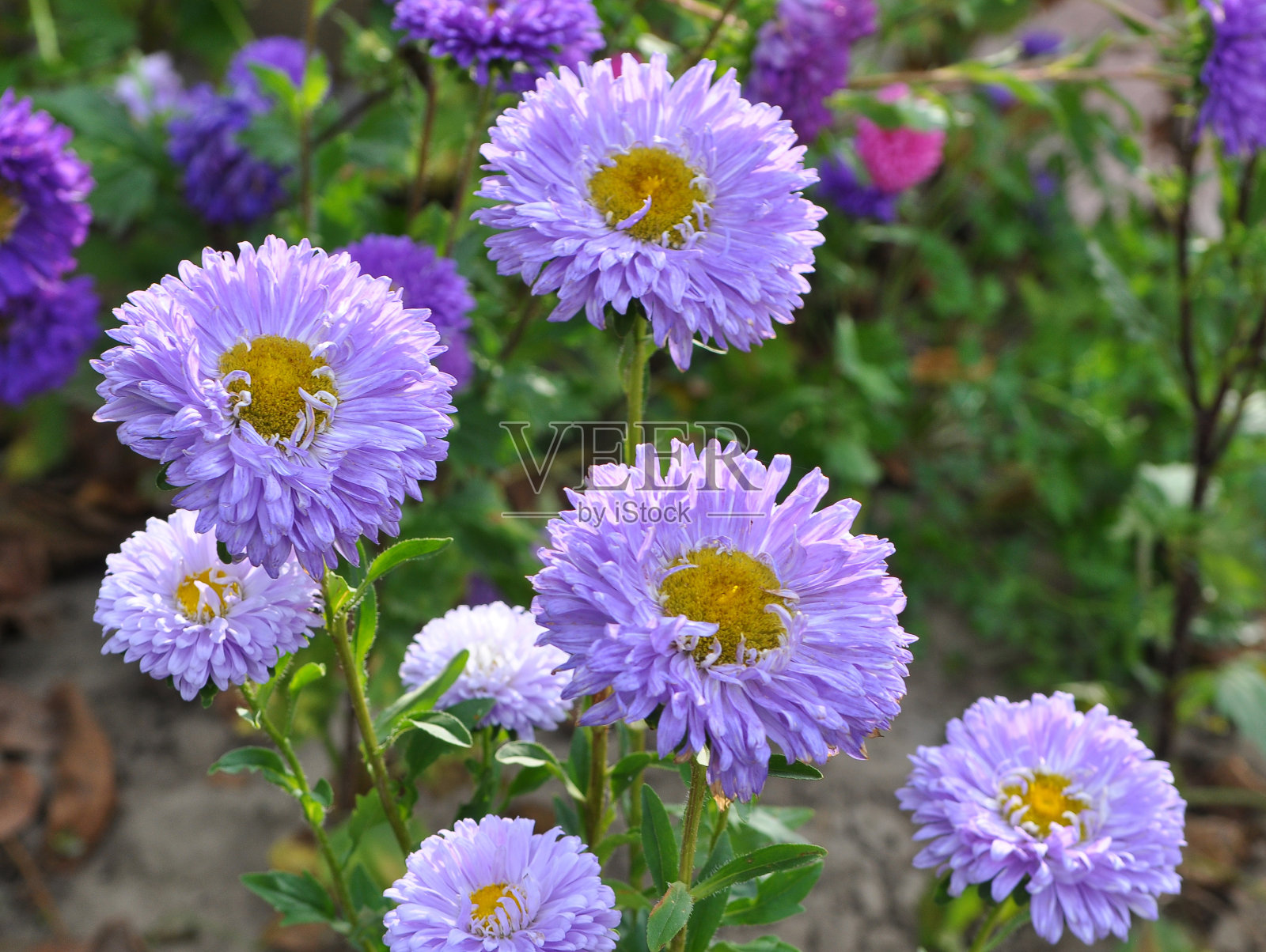 花坛里种着紫菀花照片摄影图片