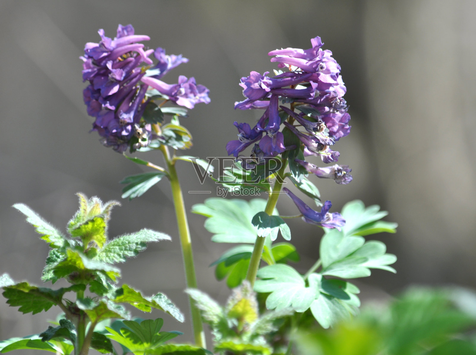 春天，紫堇在森林中开花照片摄影图片