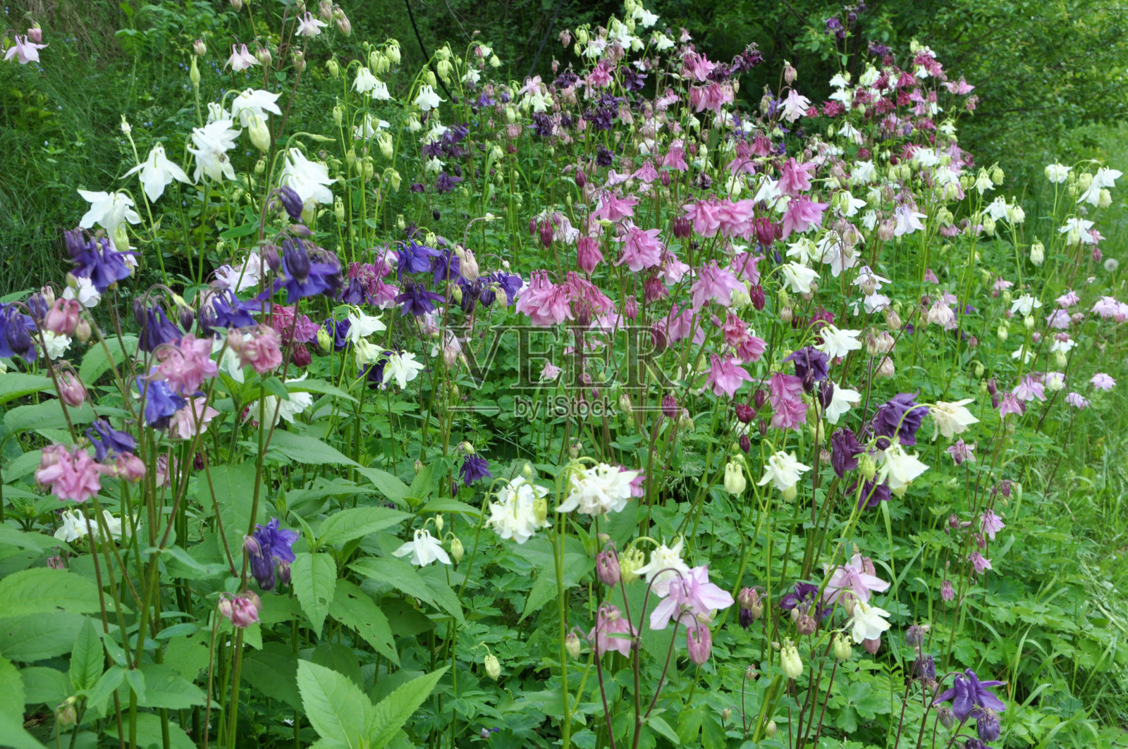 苍蝇花在自然界中开花照片摄影图片