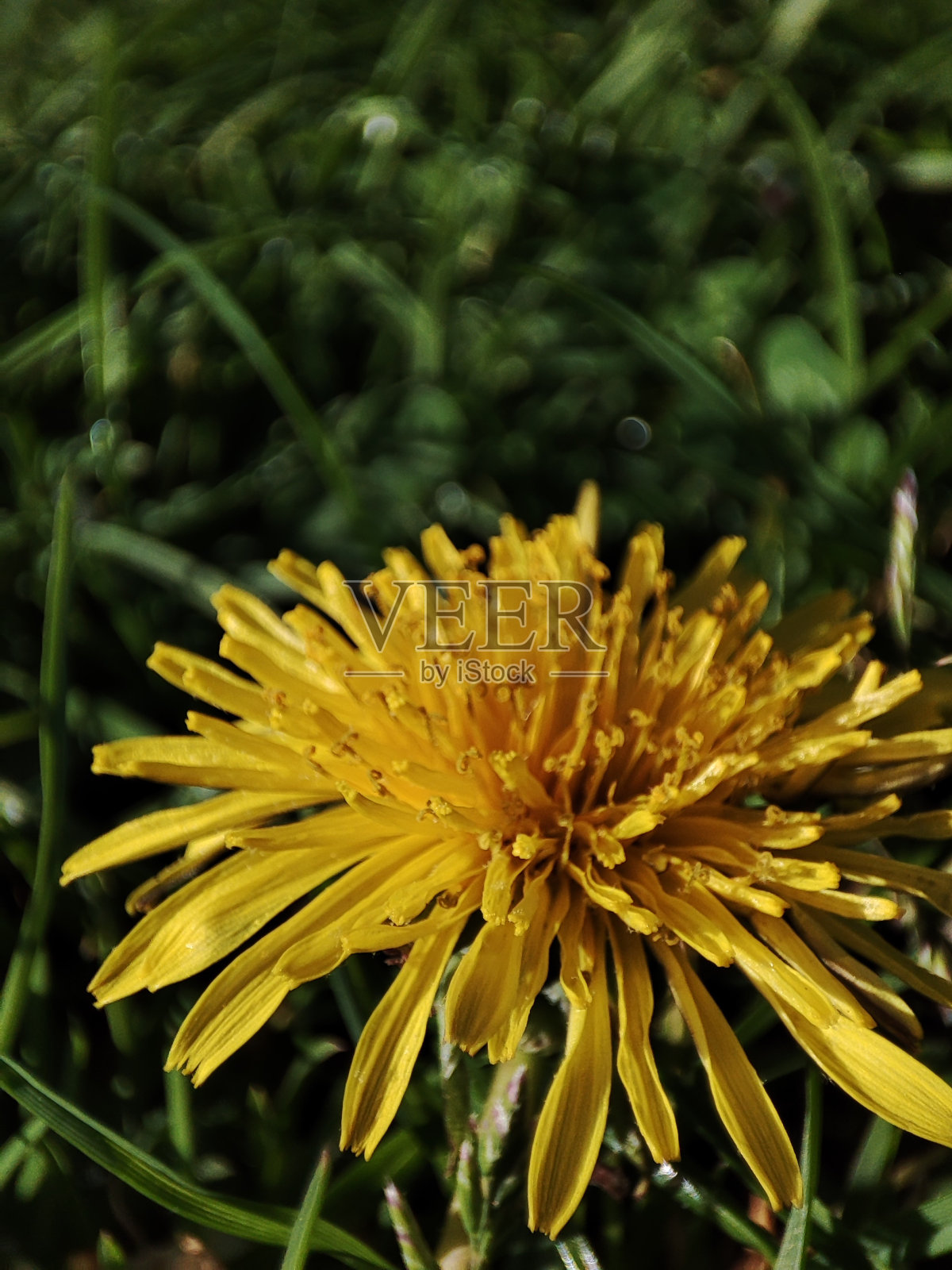 蒲公英的太阳照片摄影图片