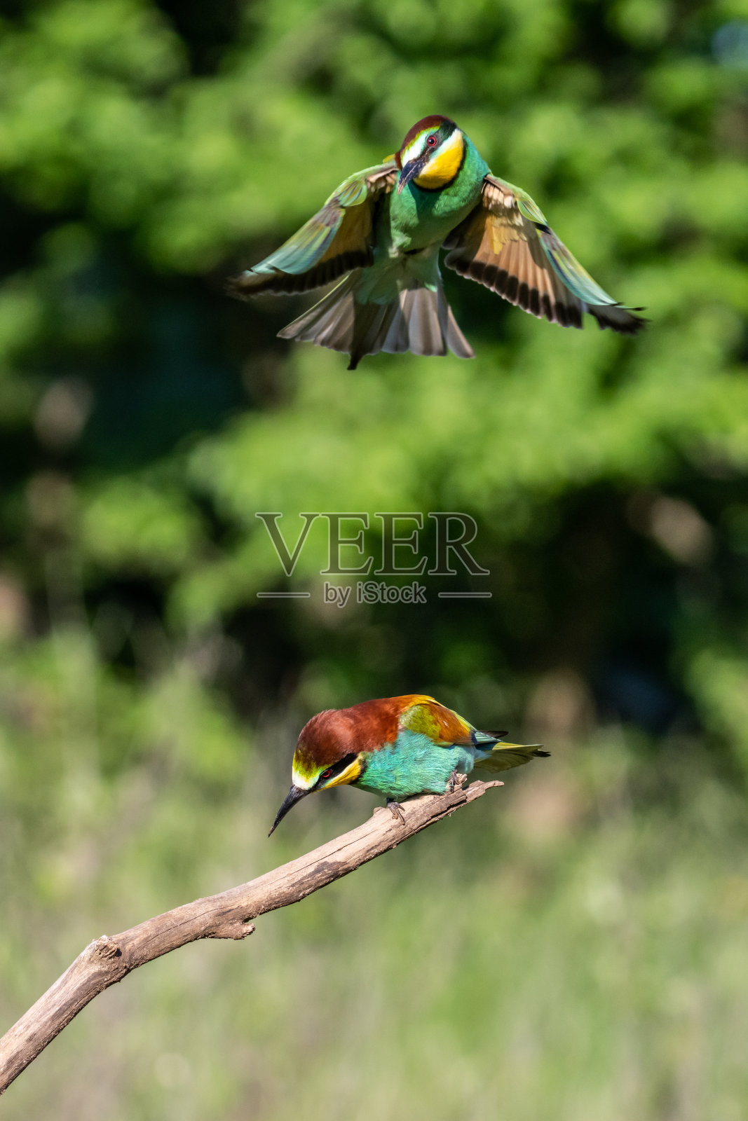 欧洲食蜂鸟照片摄影图片