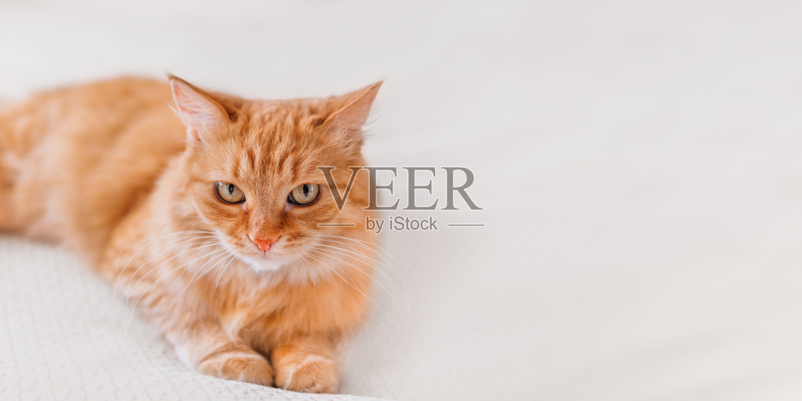 可爱的姜黄色猫在白色纺织背景。一脸专注的家畜。毛茸茸的宠物。带有复制空间的背景。照片摄影图片
