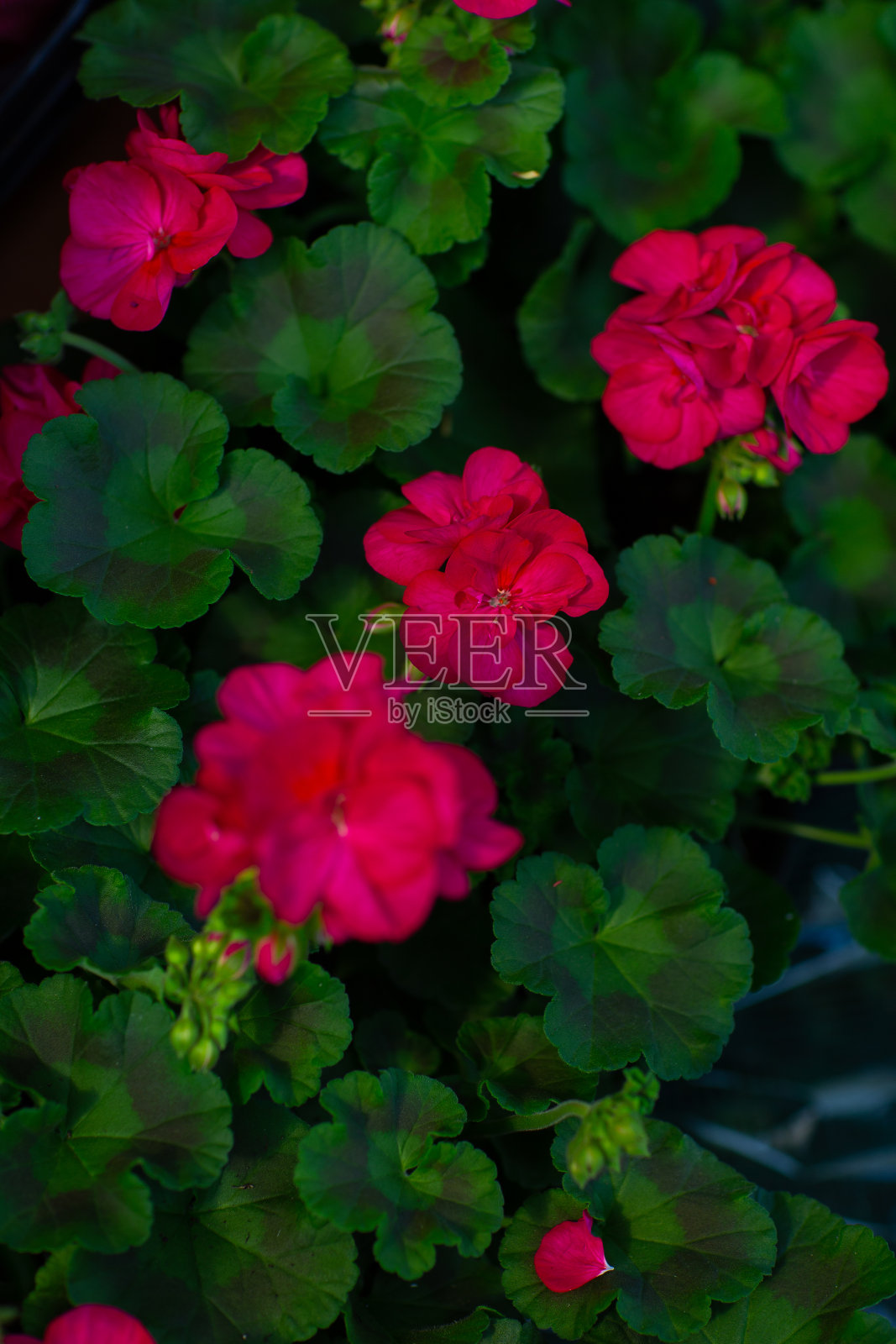 天竺葵或天竺葵花。粉色帝王天竺葵。广玉兰天竺葵品种佛吉植物照片摄影图片