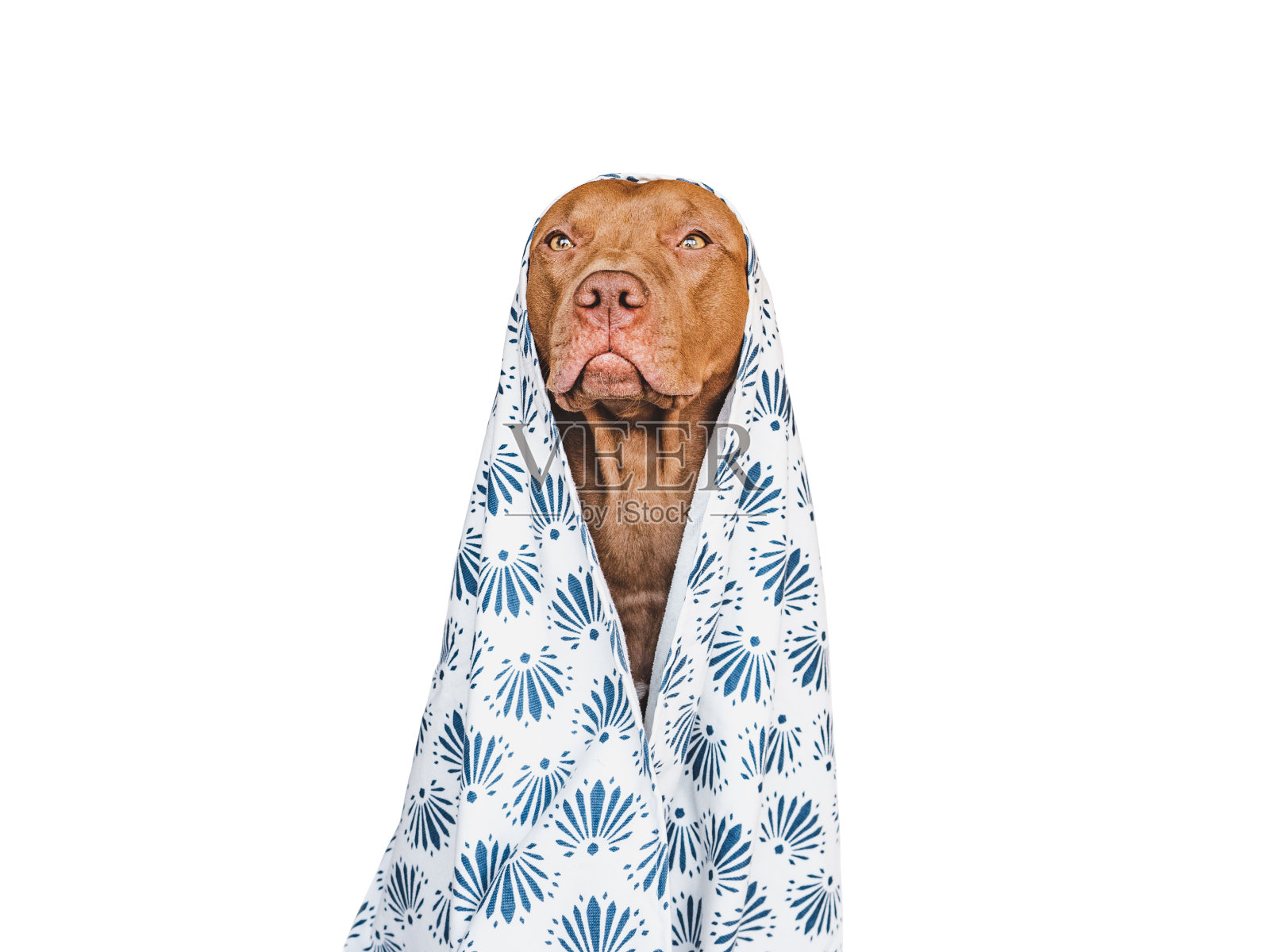 可爱的，漂亮的棕色小狗和毛巾。特写镜头照片摄影图片