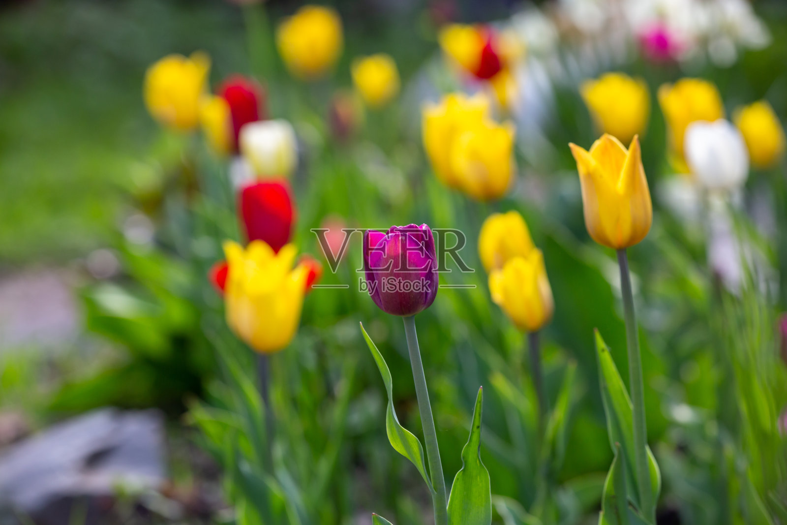 春天阳光明媚的日子里，五彩缤纷的郁金香盛开着。照片摄影图片