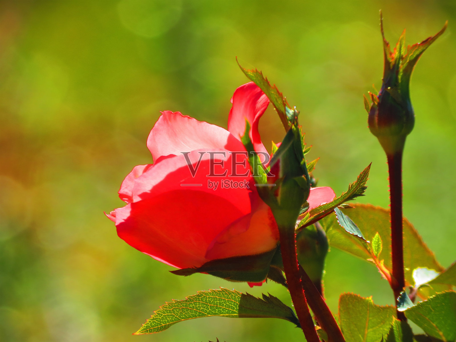 美丽的玫瑰花照片摄影图片