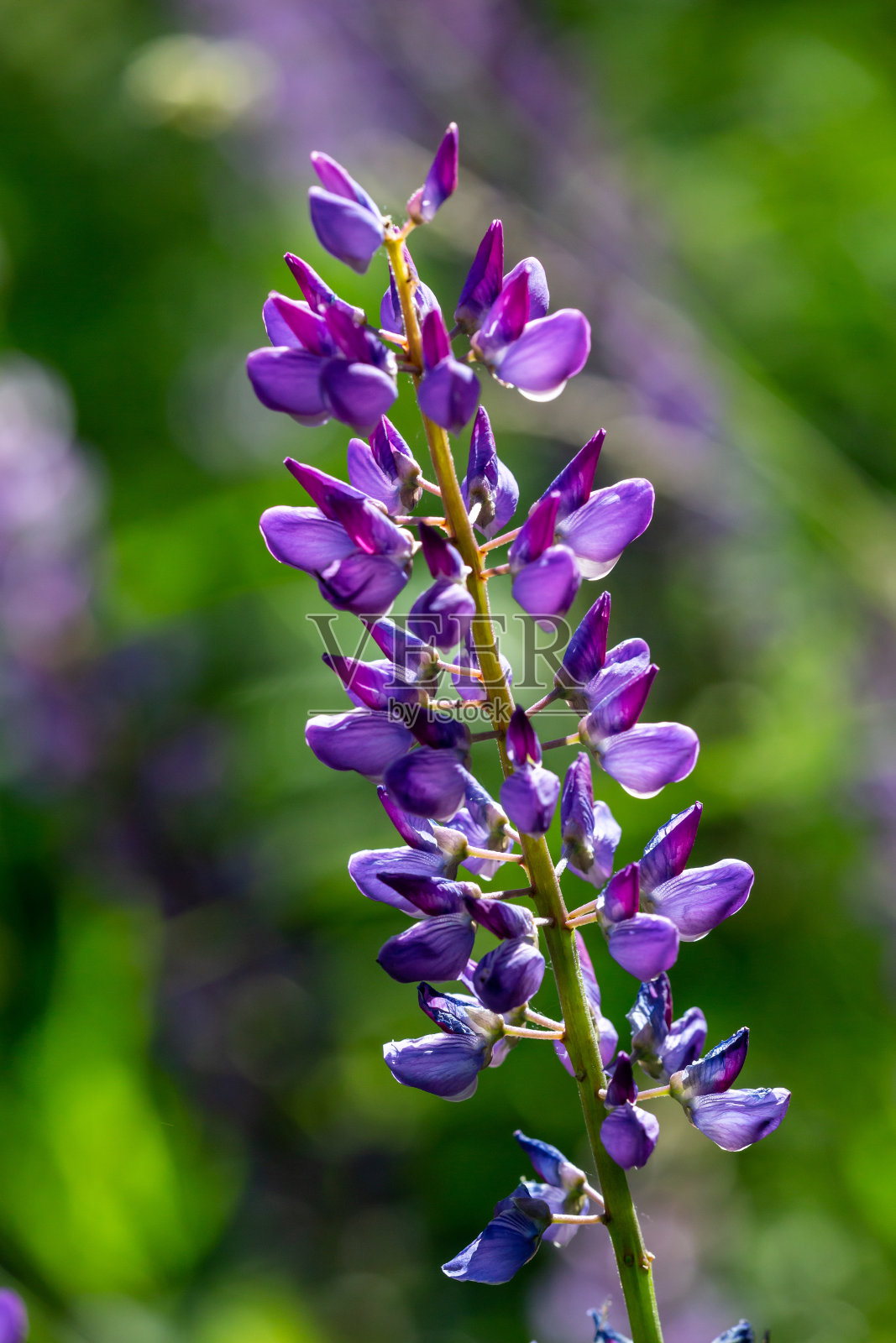 盛开的紫色Lupinus花在一个阳光明媚的日子微距摄影。照片摄影图片