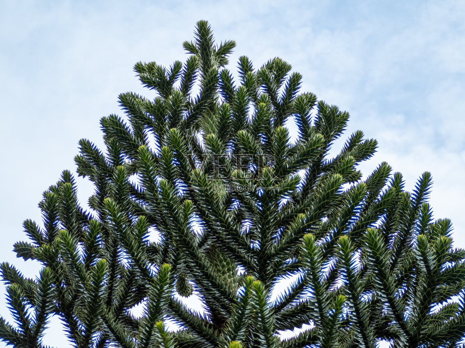 智利云杉，又称云杉、智利云杉、蛇树。照片摄影图片