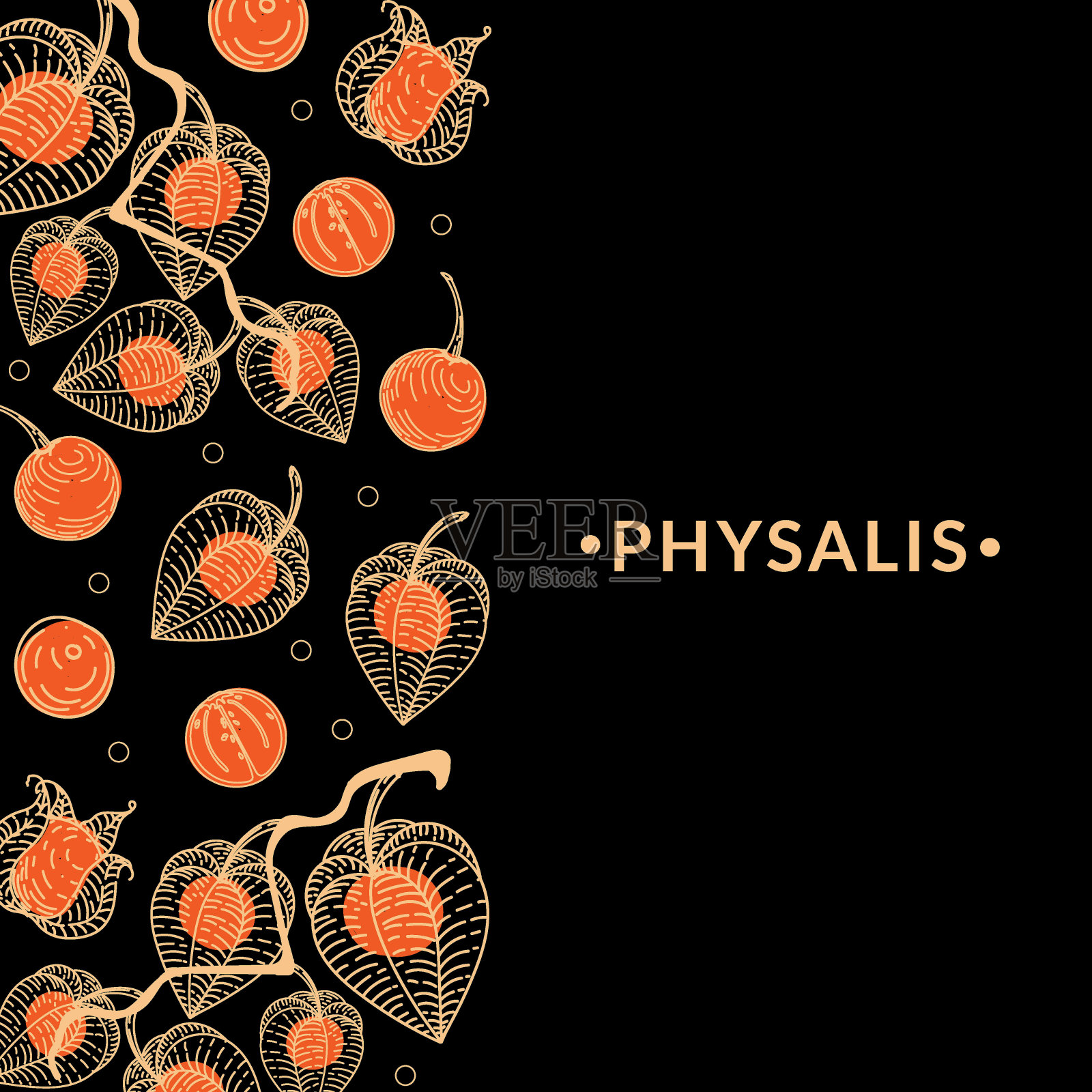 有干的酸浆花的旗帜，黑色背景。为异域水果市场设计广告，为杂货铺设计业务。浆果。酸浆属。Phisalis花边。素描风格的手绘涂鸦插画图片素材