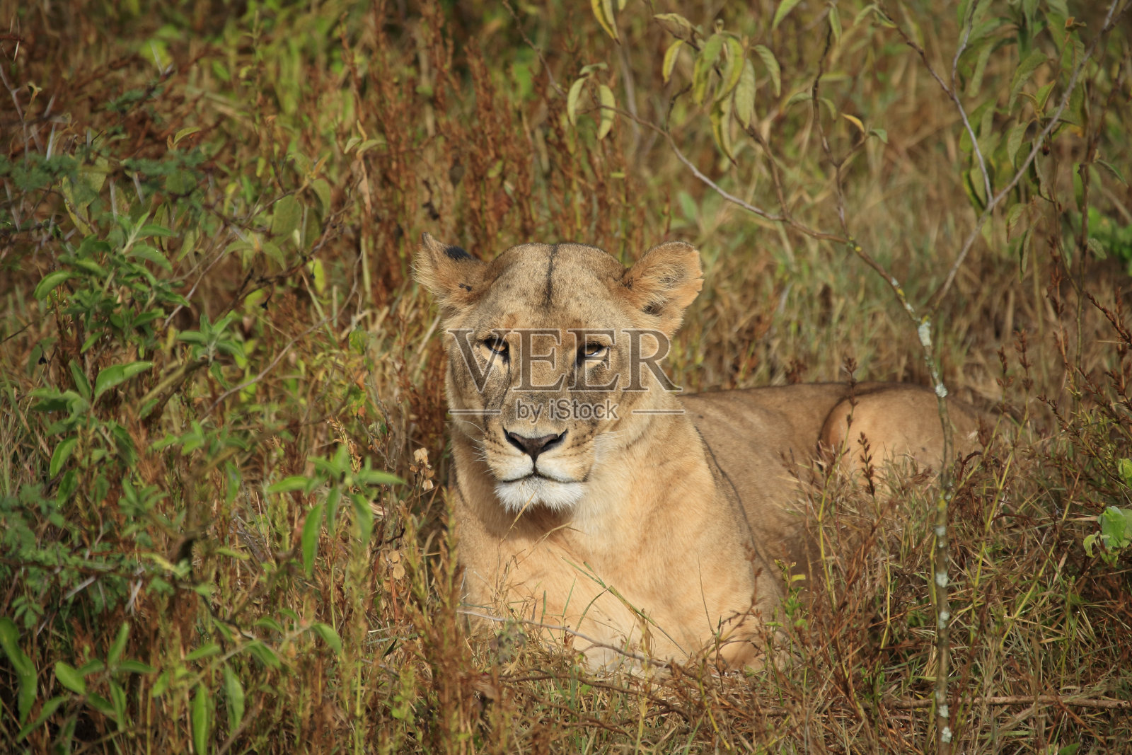 草丛中的母狮照片摄影图片