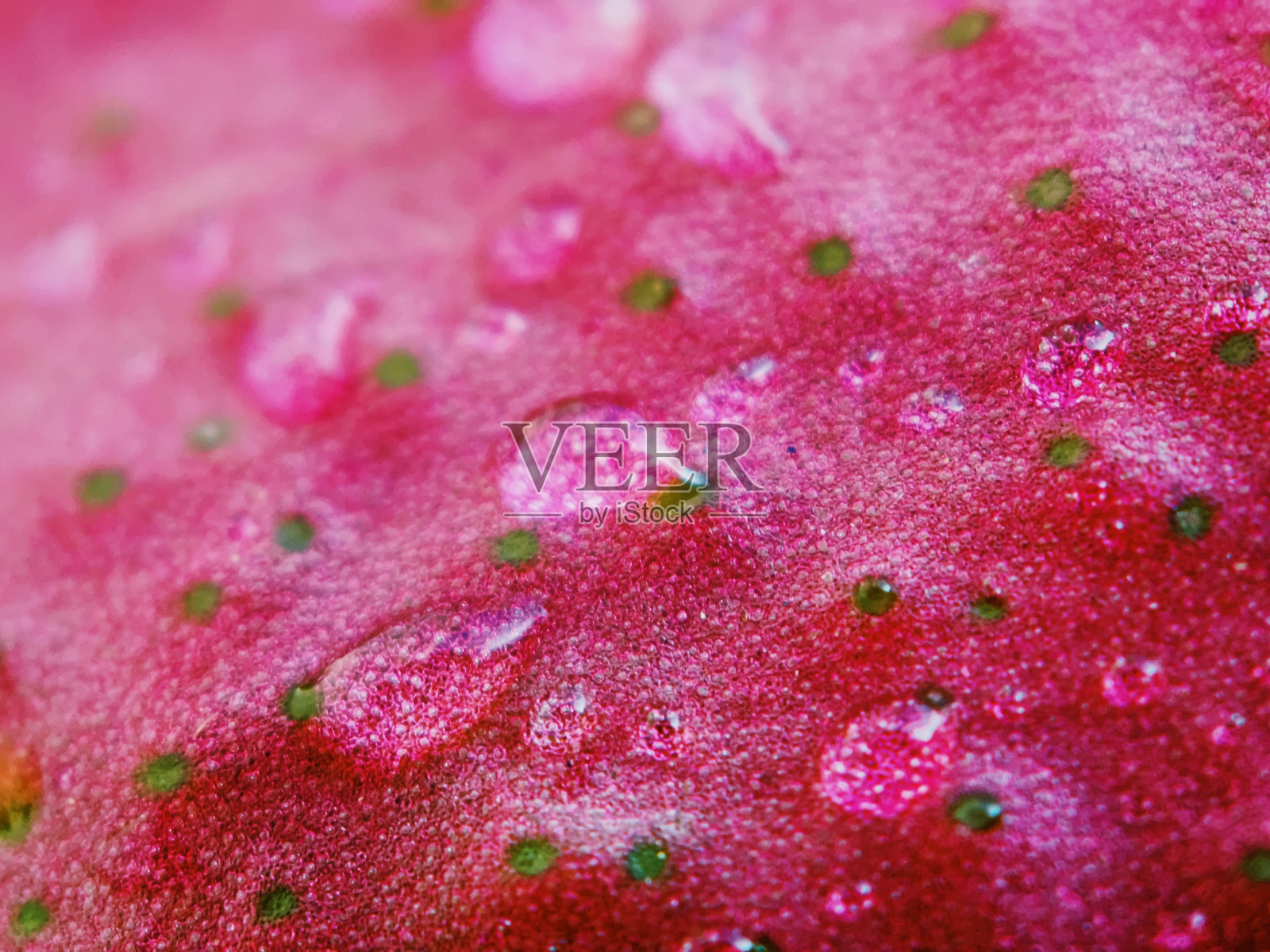 高凉菜属极端宏照片摄影图片