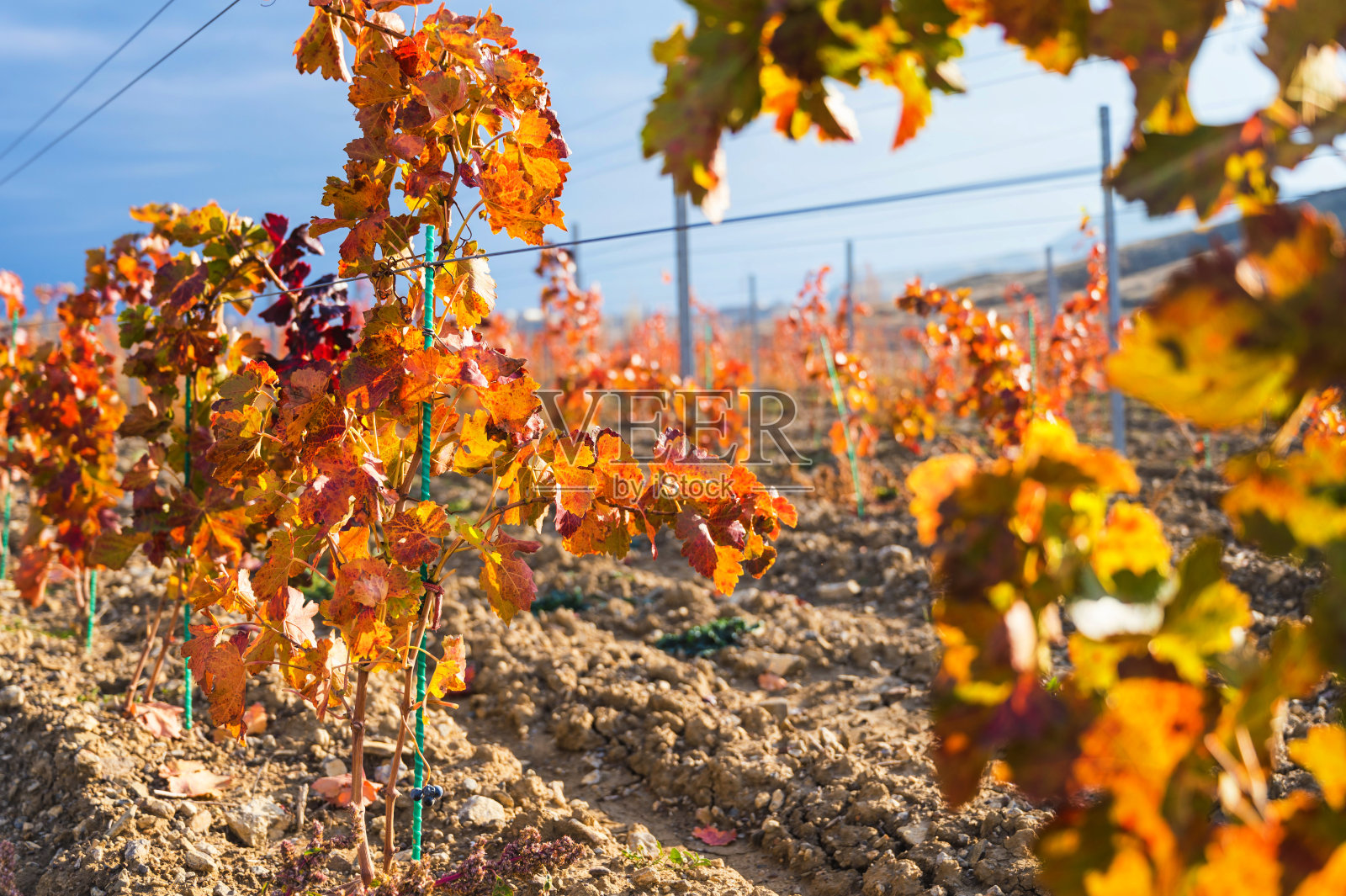 秋天的年轻葡萄园照片摄影图片
