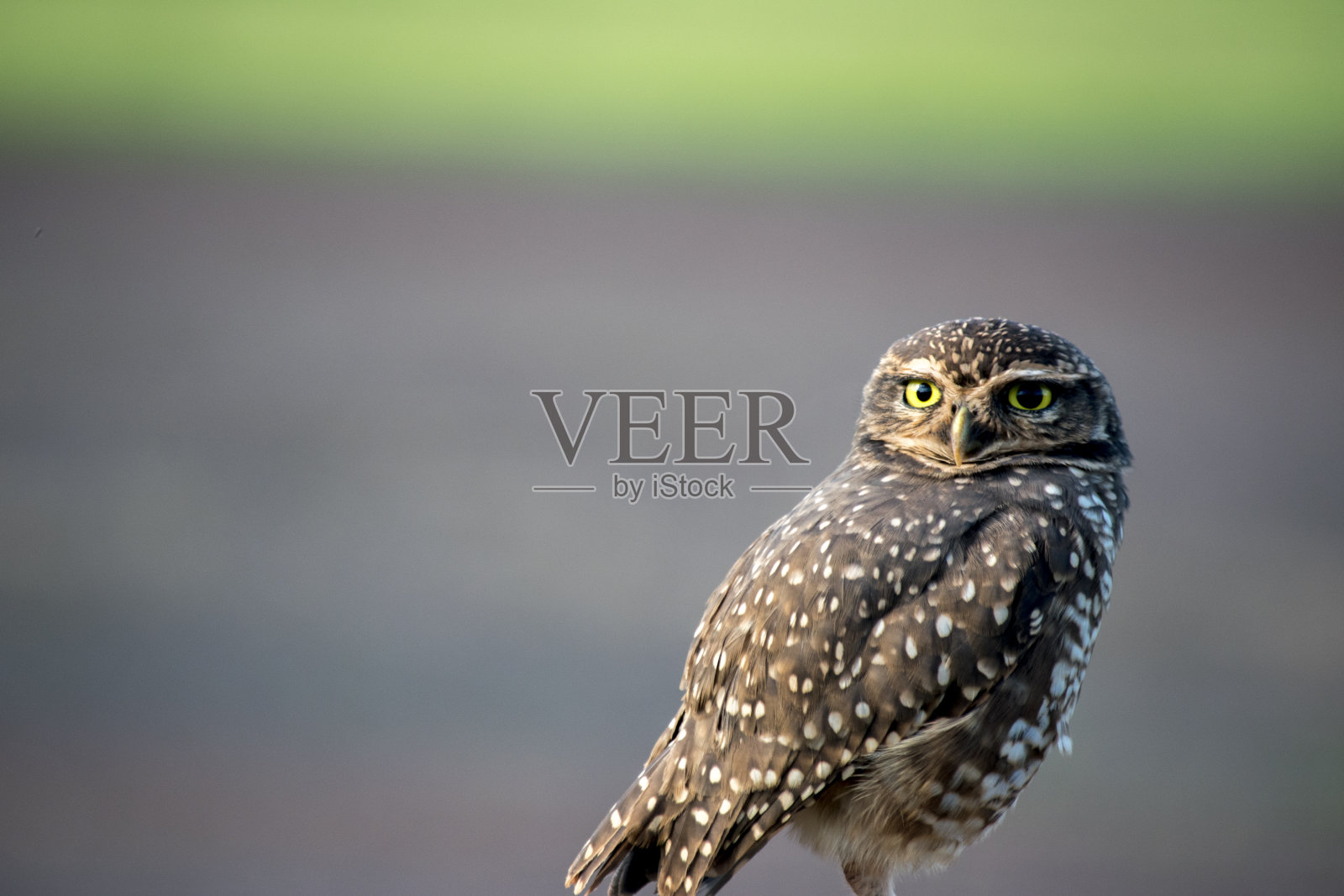 在Iguazú的平原猫头鹰(雅辛库尼亚)的特写照片摄影图片