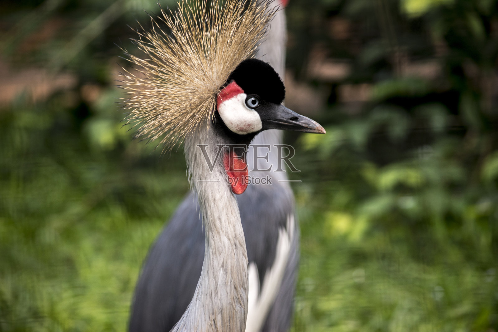 黑冠鹤(巴利阿里卡pavonina)肖像照片摄影图片