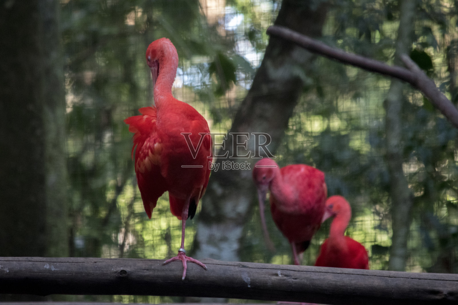 朱鹮，也叫红朱鹮，红朱鹮，corcorora，红鹭，sidra或guará照片摄影图片