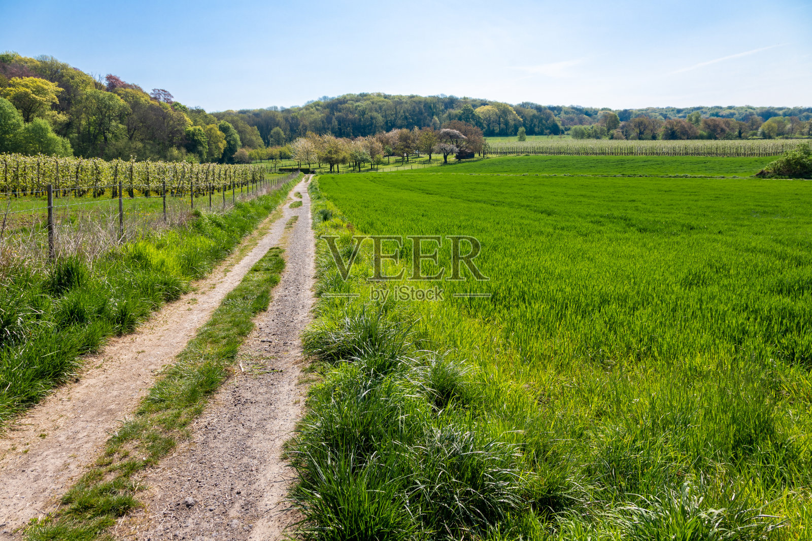 春天荷兰马斯特里赫特南部的农田照片摄影图片