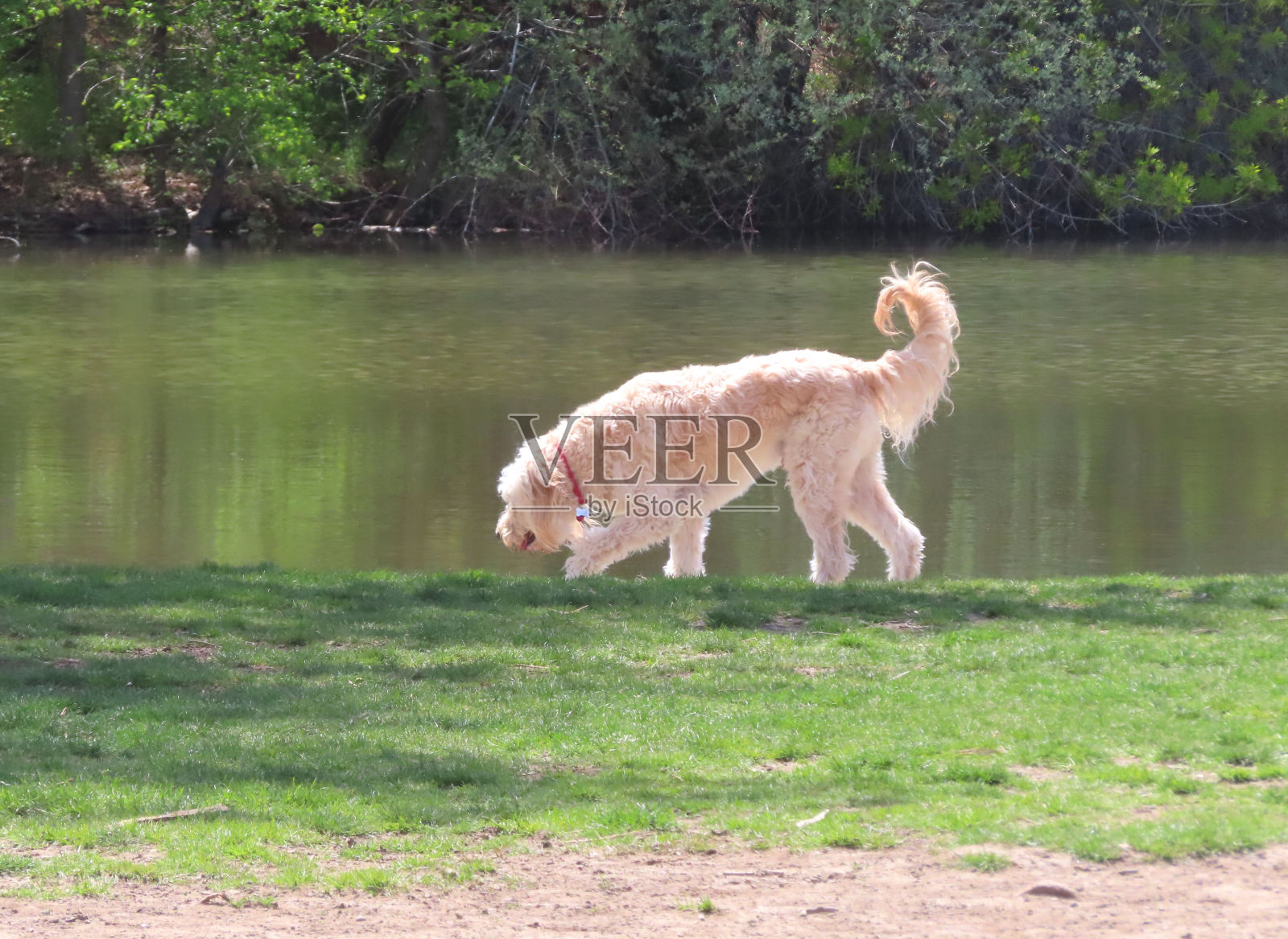 河边的金毛狗照片摄影图片