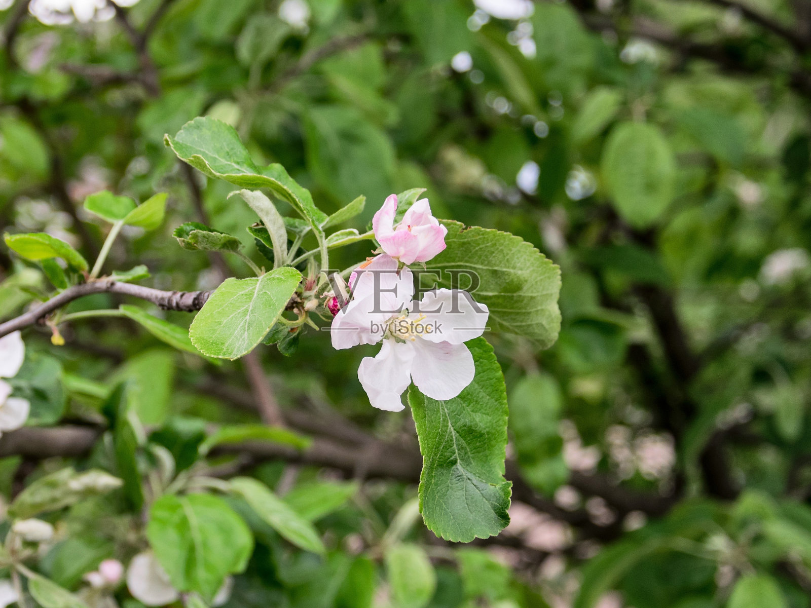 苹果树花照片摄影图片