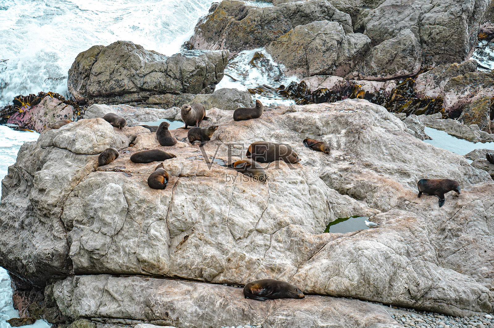 在新西兰凯库拉的半岛步道上，海豹群在岩石峭壁上休息照片摄影图片