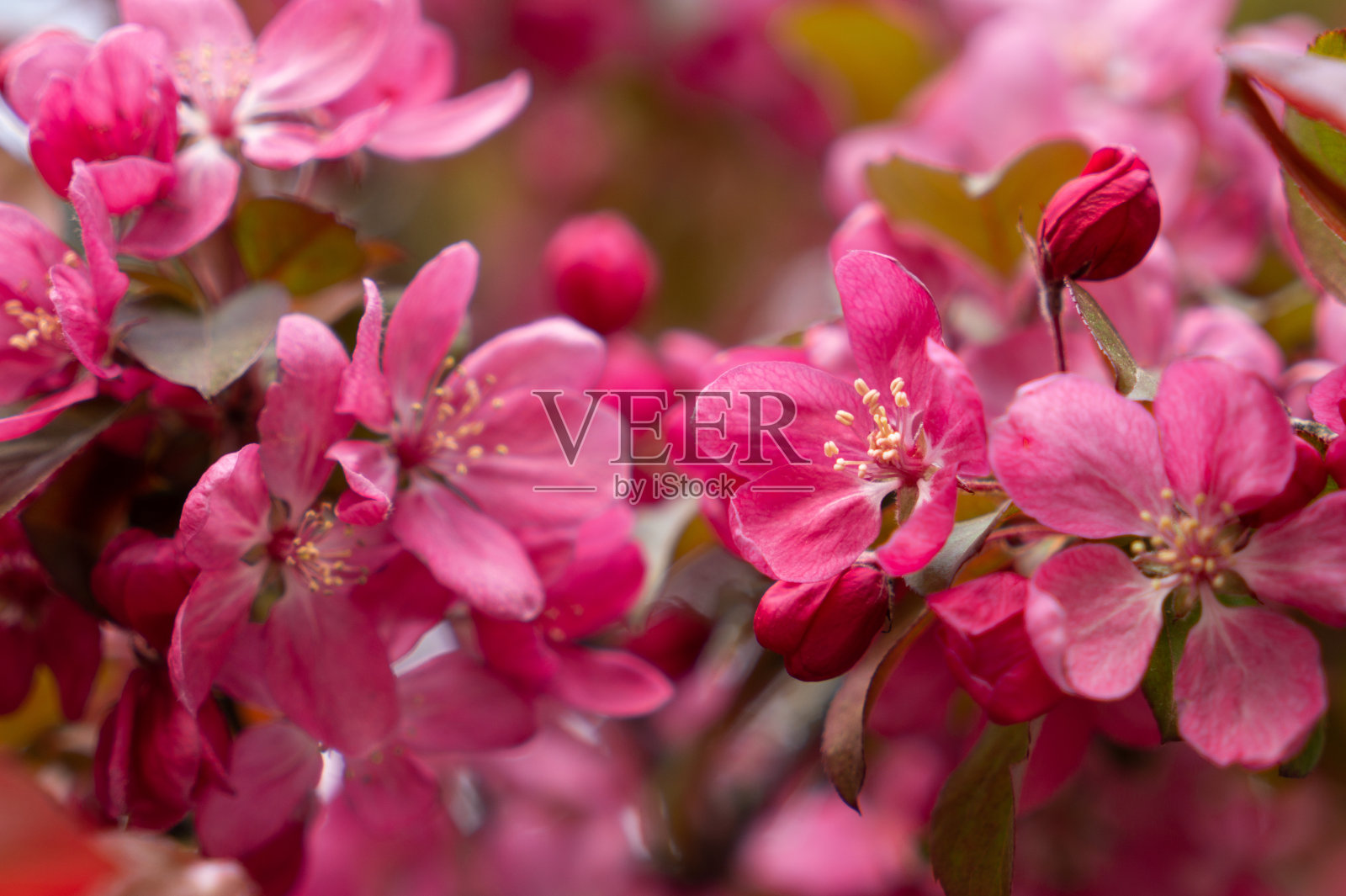 娇嫩的白色樱花。春天的节日卡片照片摄影图片
