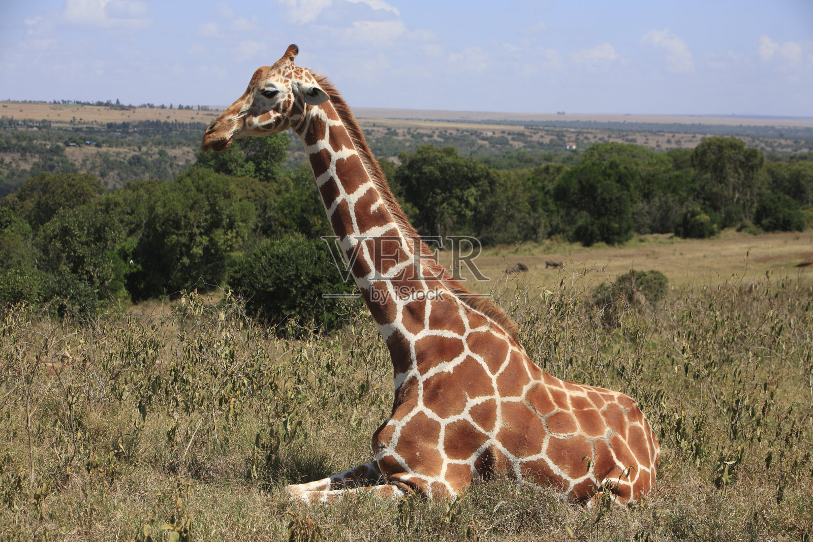 长颈鹿或长颈鹿camelopardalis照片摄影图片