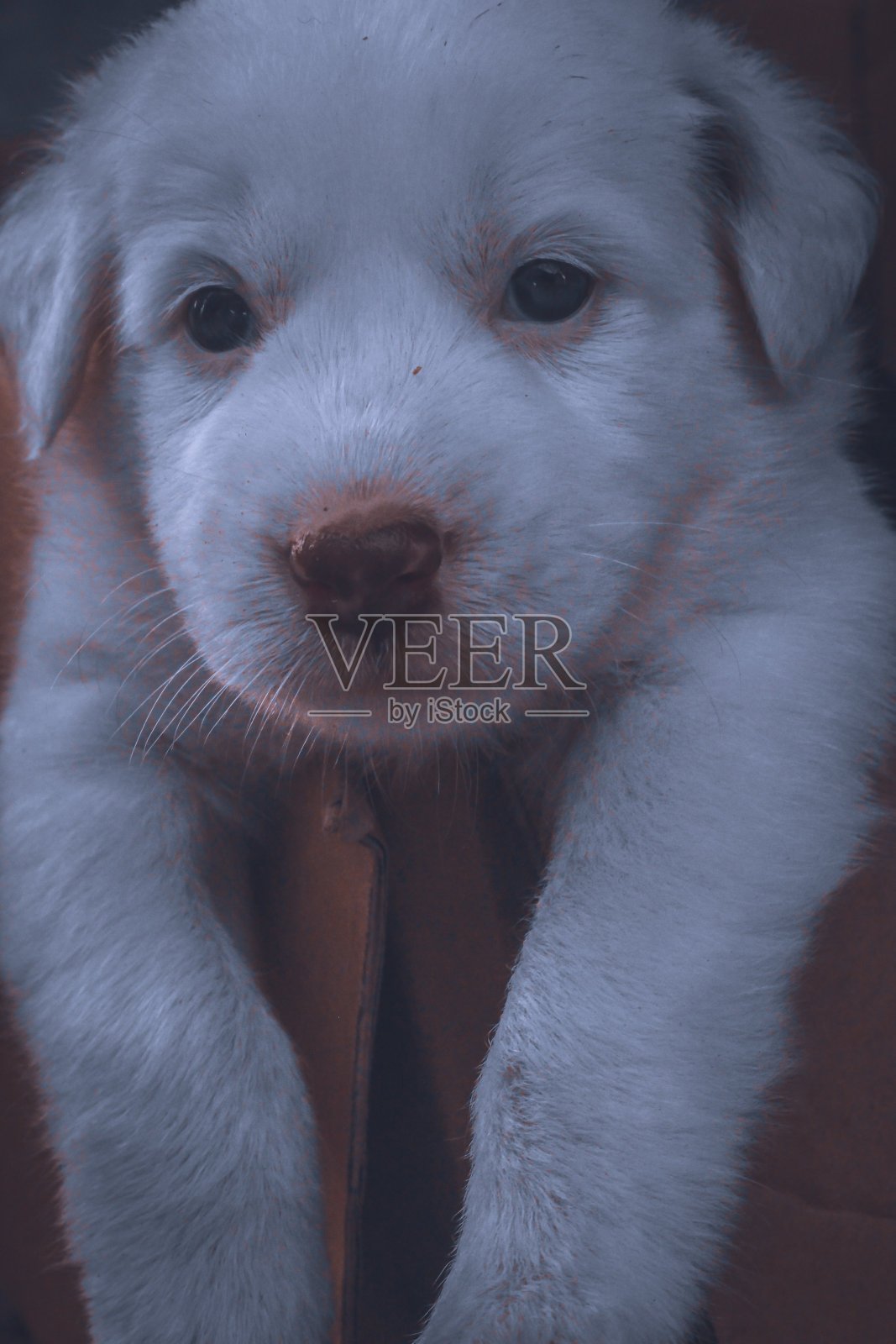 白色的小狗照片摄影图片