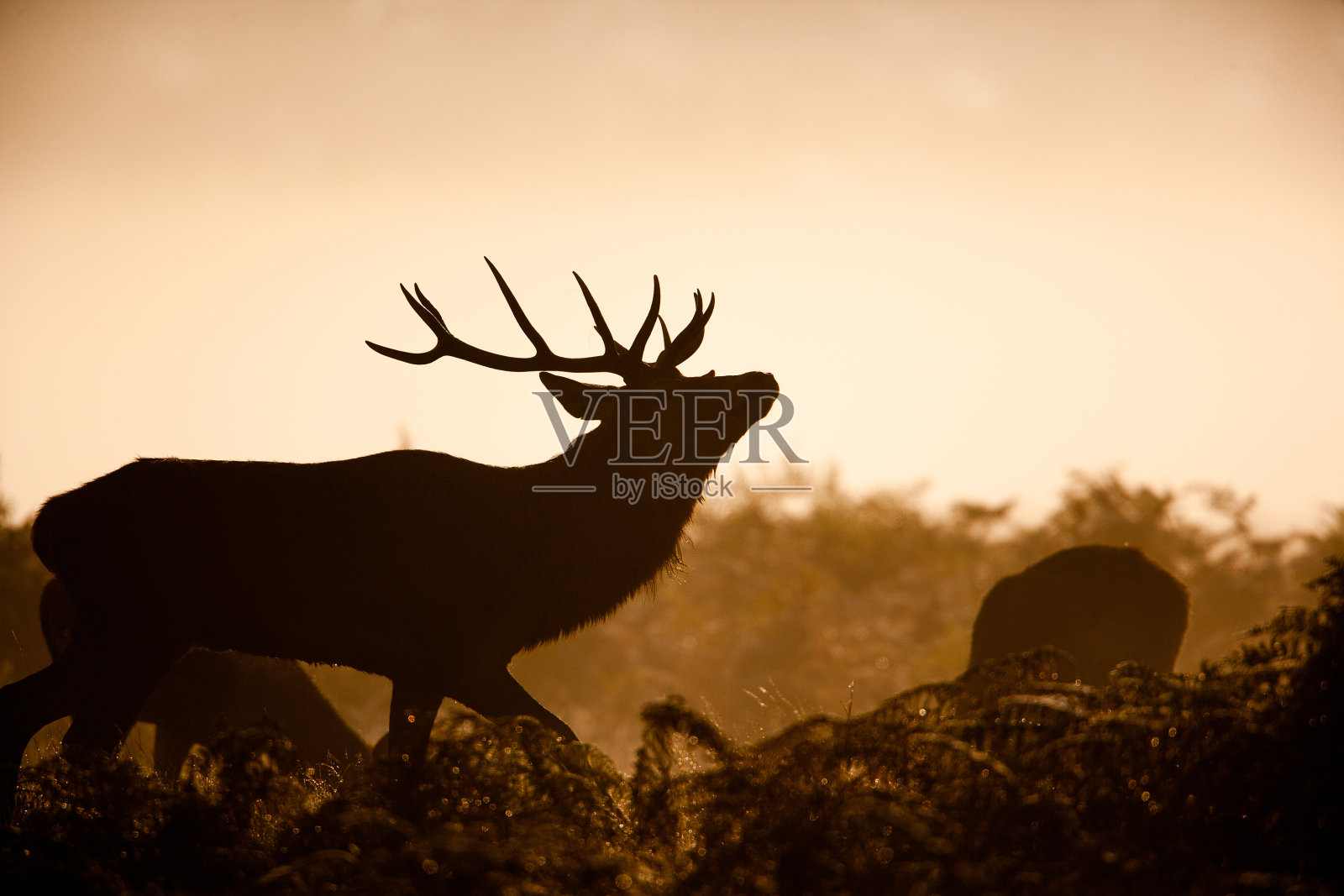 伦敦丛林公园冬季薄雾中一只马鹿的剪影照片摄影图片