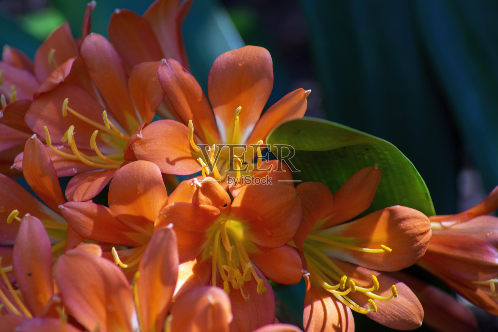 一种灌木百合(clivia miniata)的明亮的橙色花朵的特写，它原产于南非和斯威士兰照片摄影图片