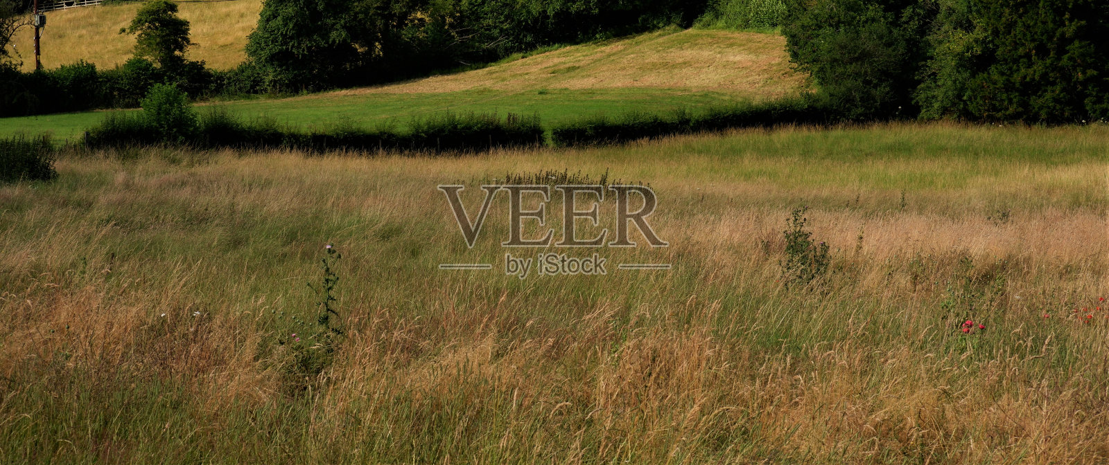 草地上照片摄影图片