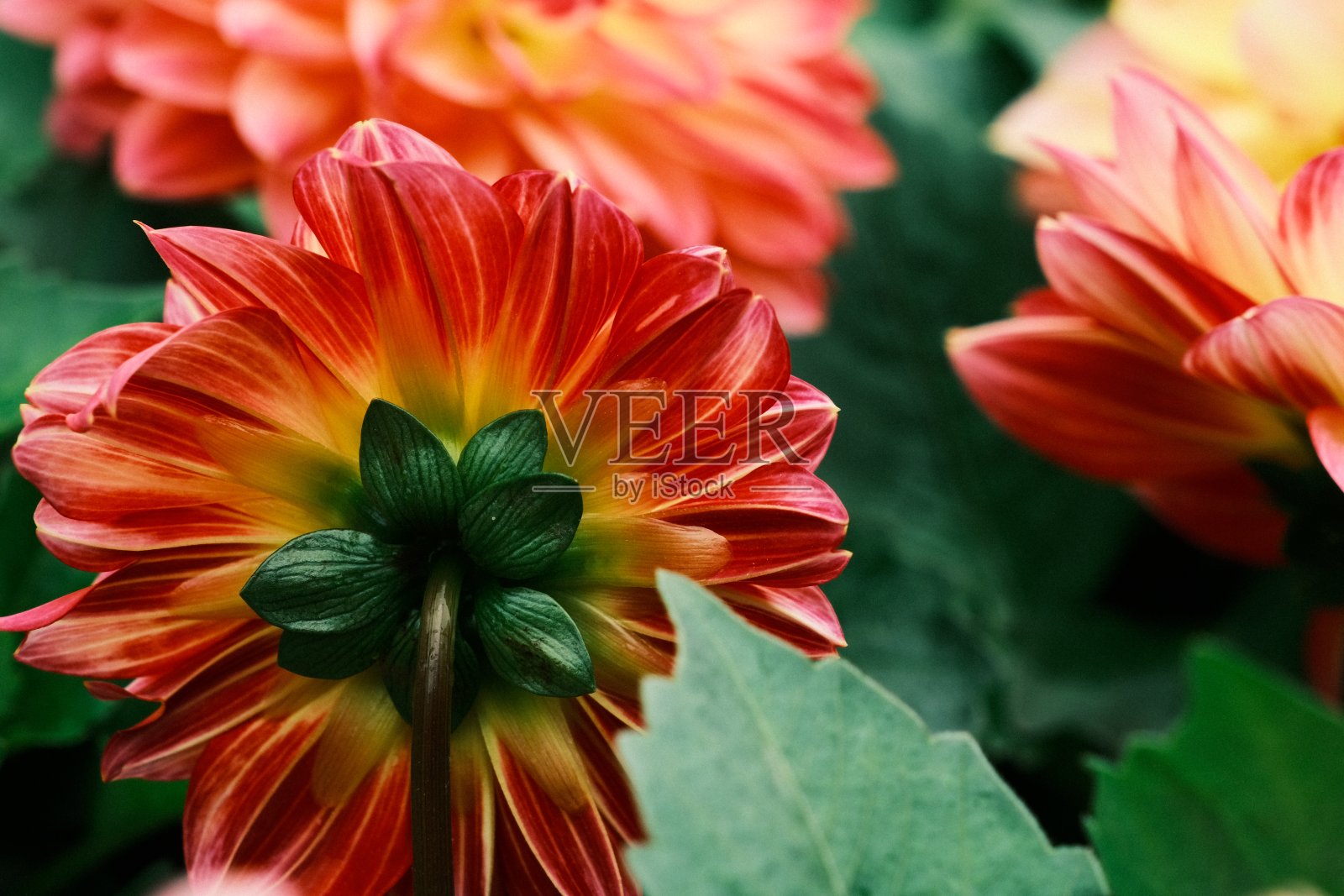 背面也很漂亮照片摄影图片