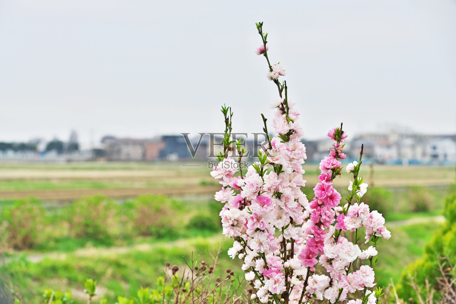 桃子照片摄影图片