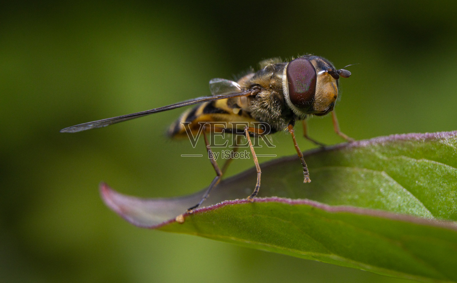 食蚜蝇在叶照片摄影图片