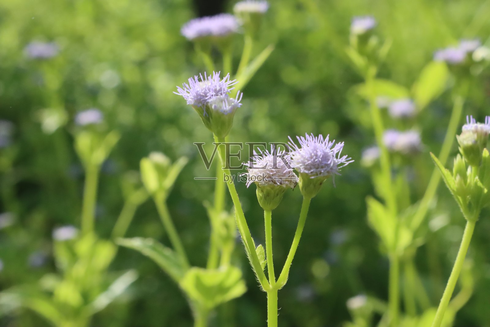牙线花照片摄影图片