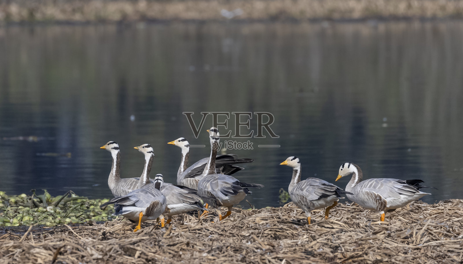 长脖鹅鸭照片摄影图片
