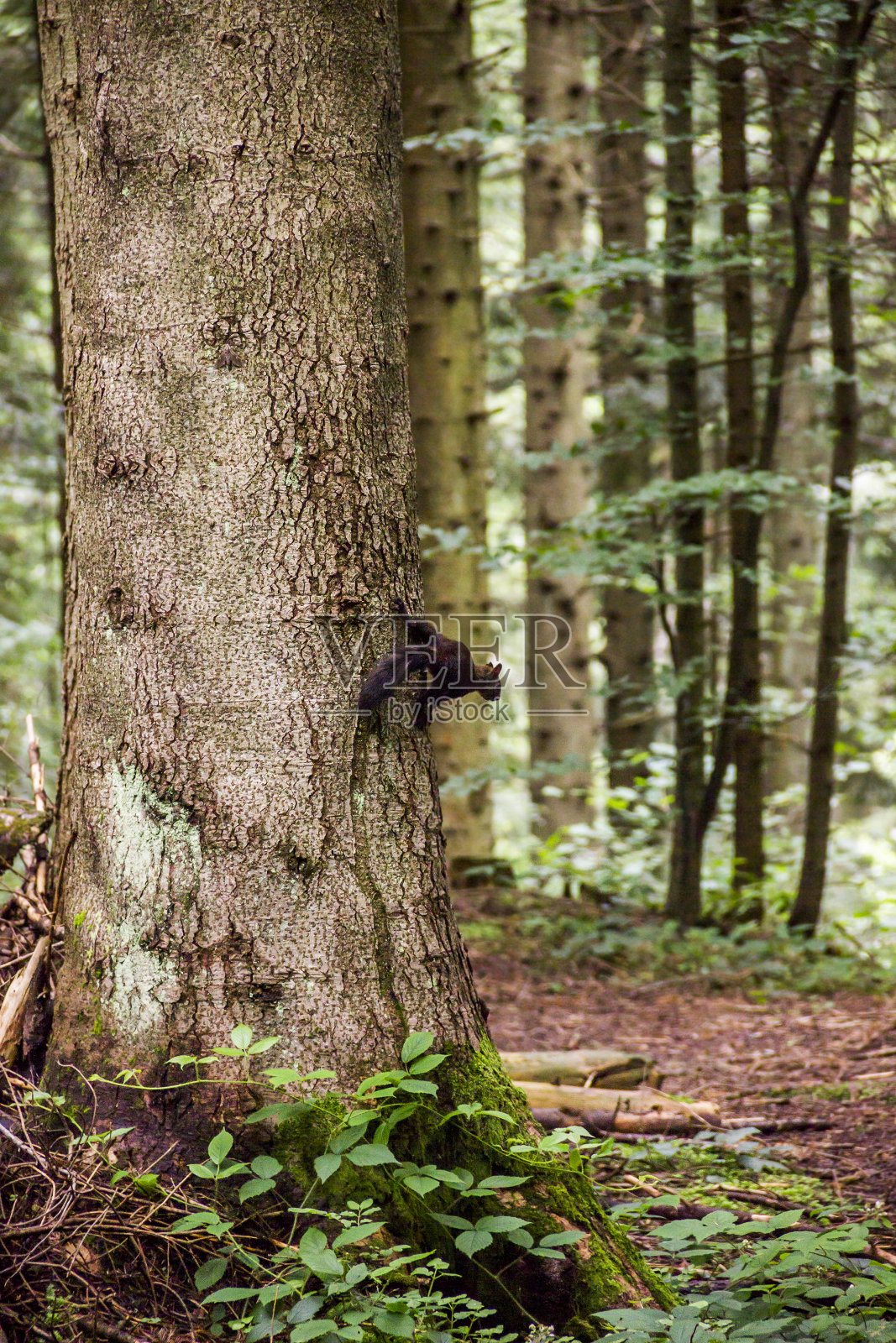 乌克兰Skole Beskids国家自然公园森林中的喀尔巴阡松鼠照片摄影图片