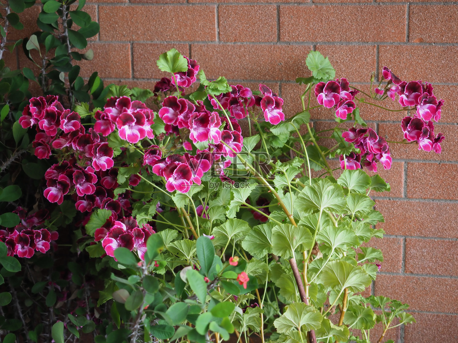 天竺葵(天竺葵属)植物粉红花照片摄影图片