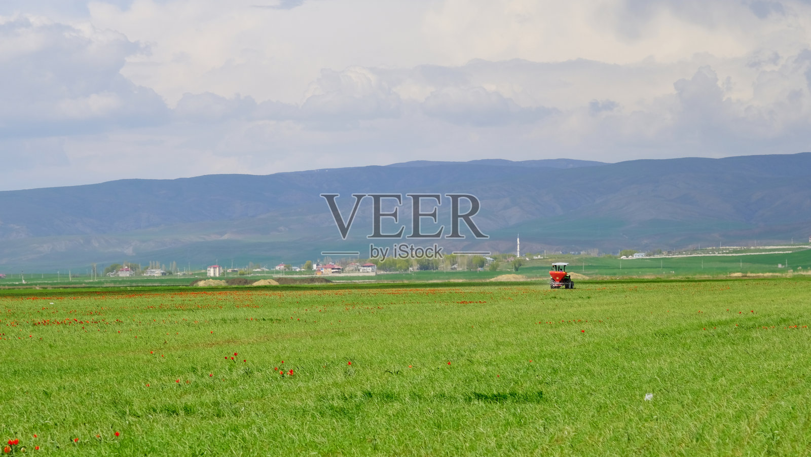 天然的红色郁金香和黄色的缺陷花园下的云的天空照片摄影图片